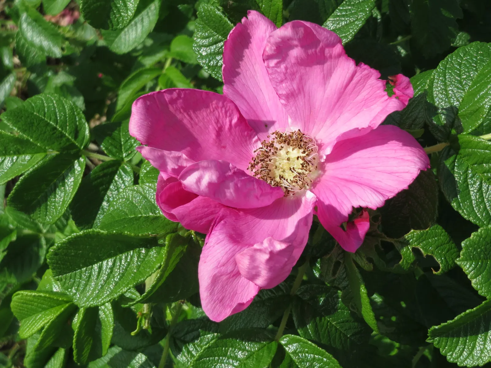 Rugosa Rose (Rosa Rugosa) — making it a suitable addition for a low-maintenance, image 61