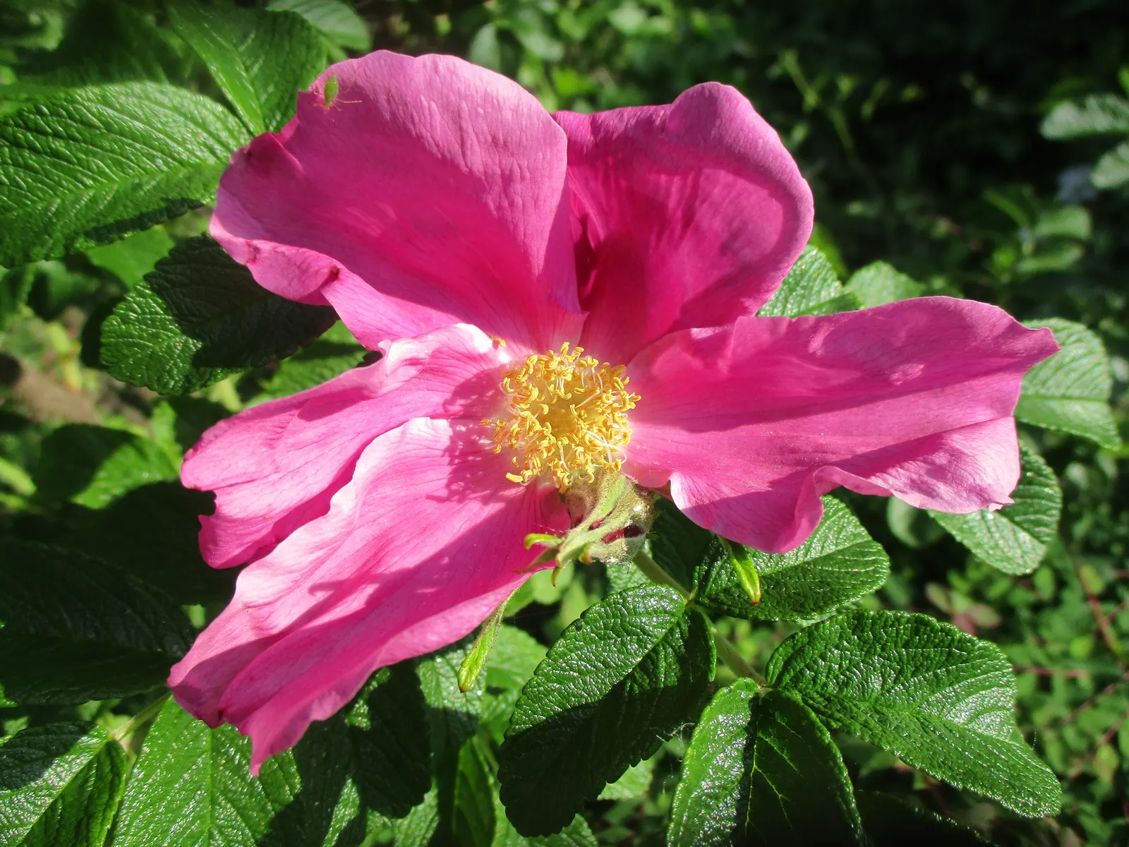 Rugosa Rose (Rosa Rugosa) — Care should be taken to provide it with adequate space to prevent overcrowding; shrub / vine for full or half or shade