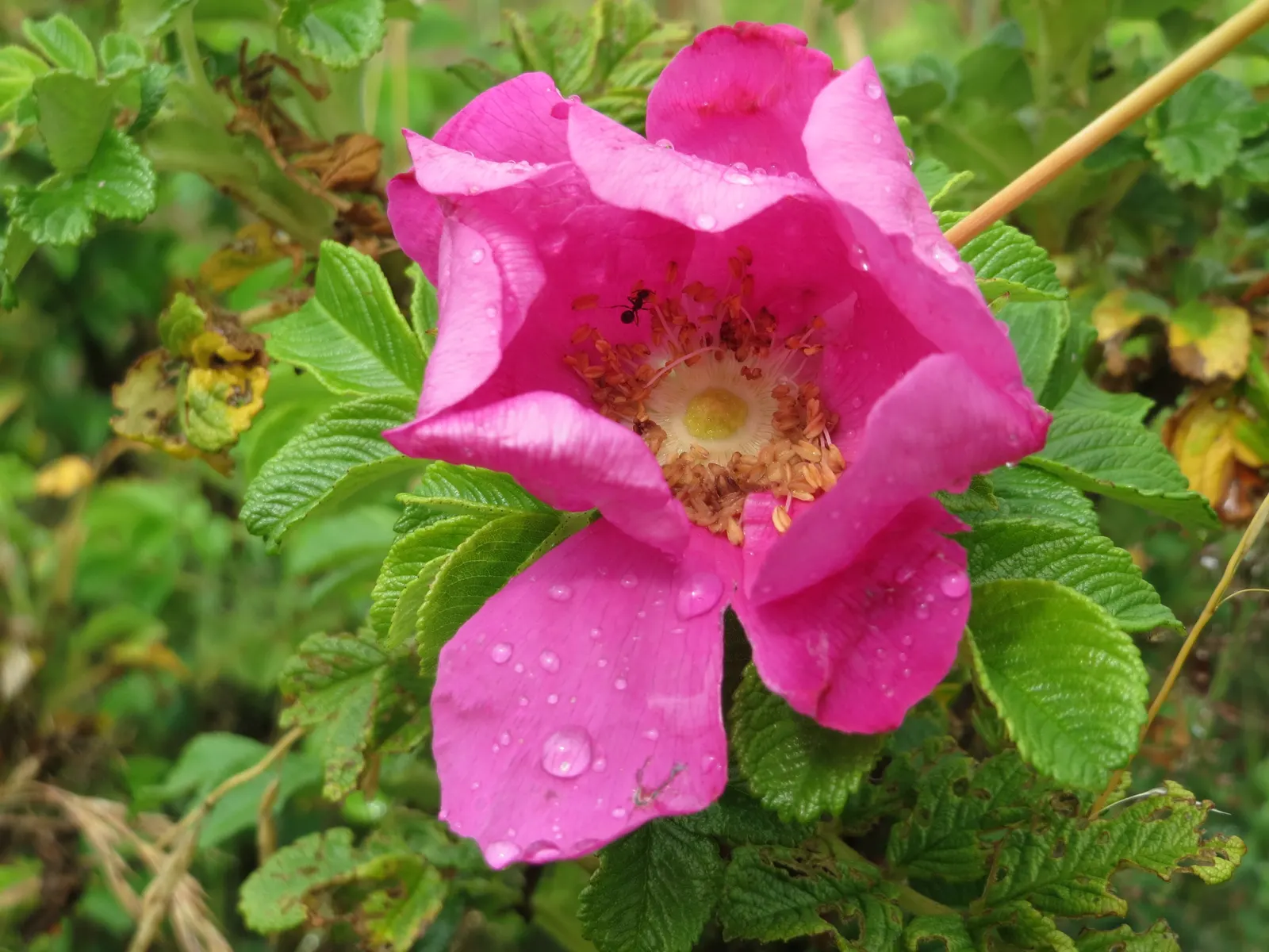 Rugosa Rose (Rosa Rugosa) — as this robust plant can spread through suckers; rugosa Rose produces large, tomato-shaped red hips that attract wildlife