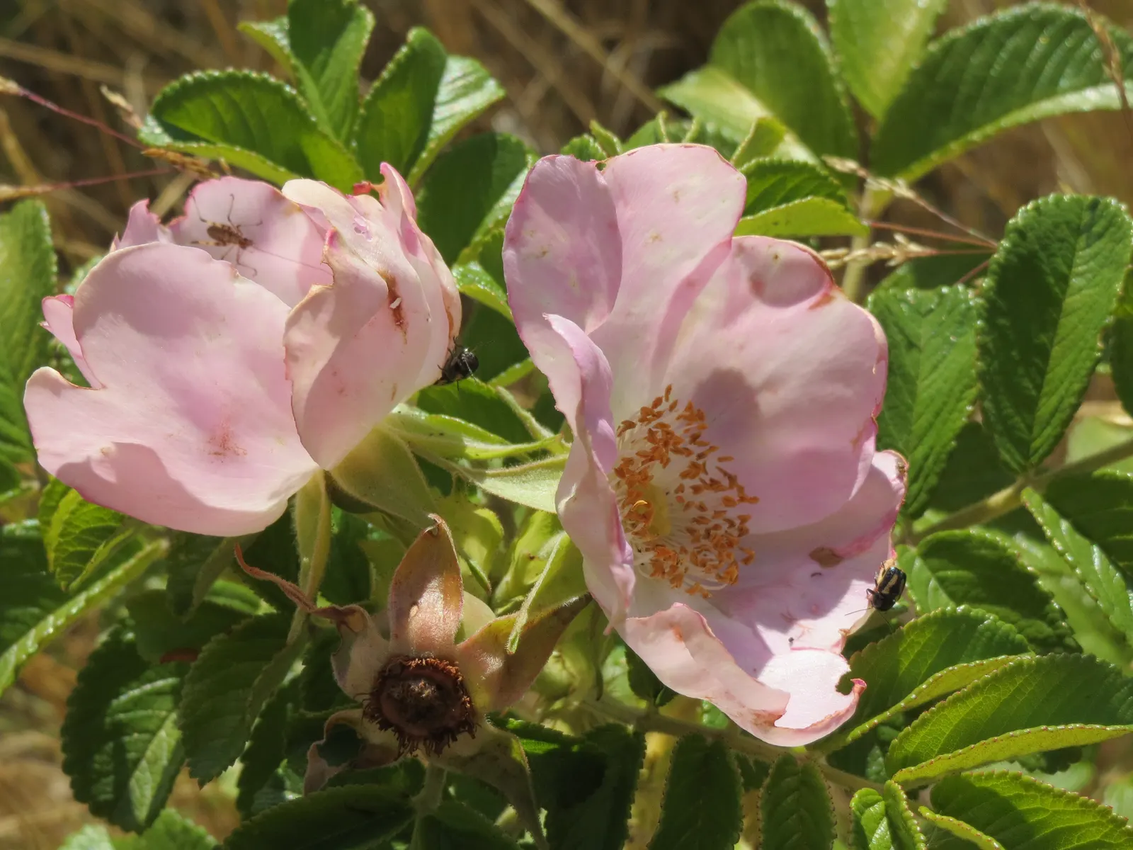 Rugosa Rose (Rosa Rugosa) — and are also notable for their high vitamin C content.<br><br>Hardy in USDA zones 2 through 9; this species is notable for its
