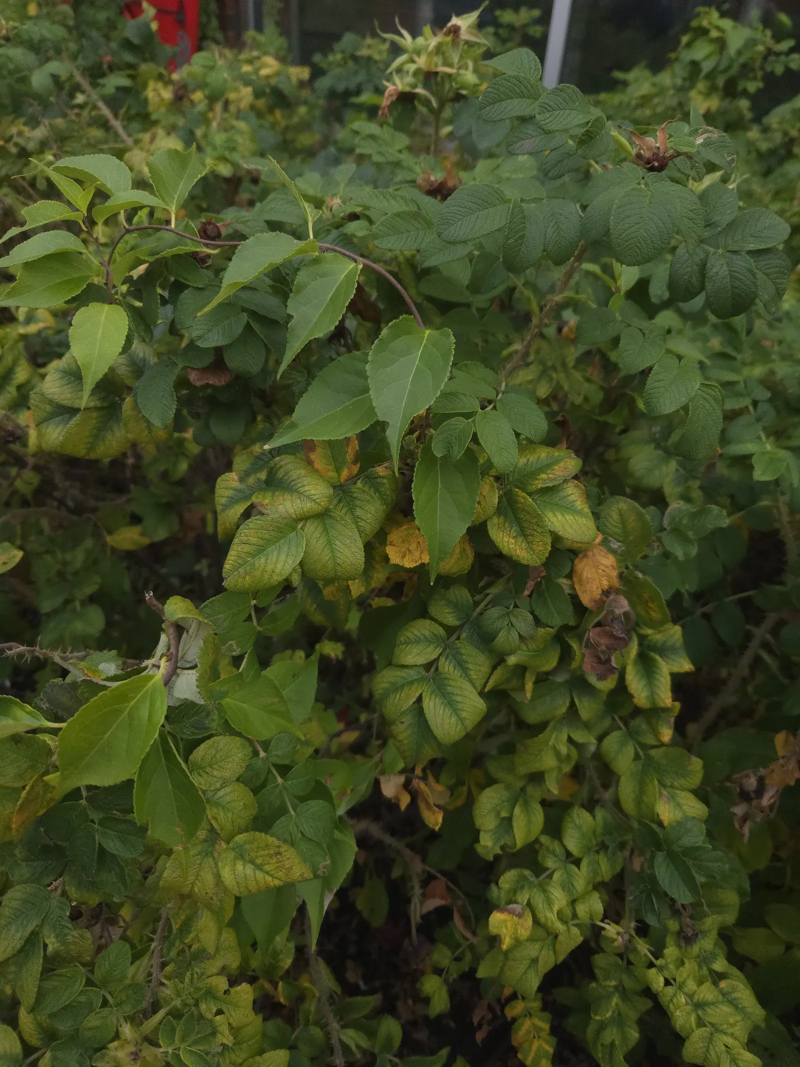Rugosa Rose (Rosa Rugosa) — red flowers in the garden; which commonly measure 3 to 4 inches across, image 97