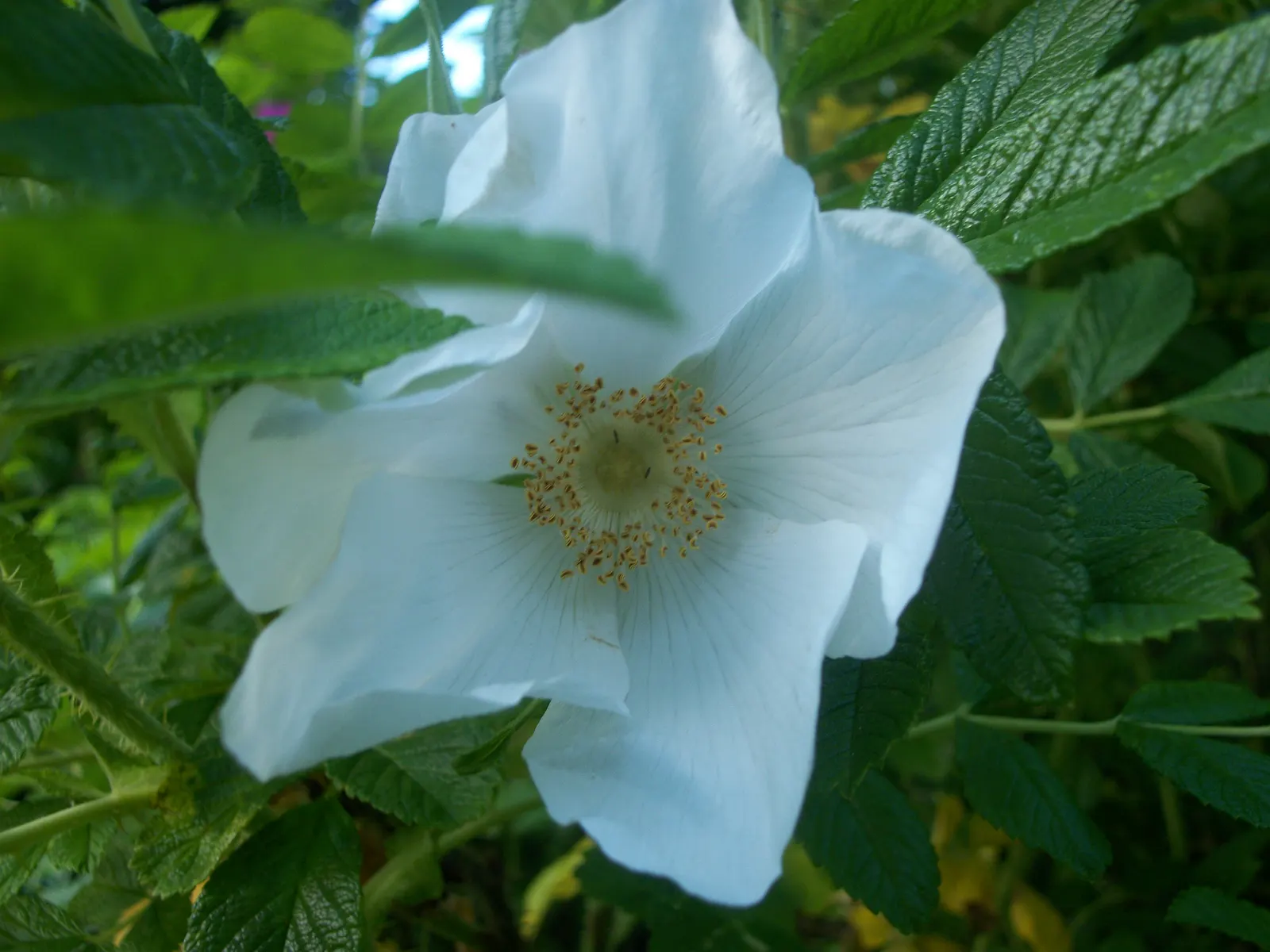 Rugosa Rose (Rosa Rugosa) — Care should be taken to provide it with adequate space to prevent overcrowding; shrub / vine for full or half or shade, image 90