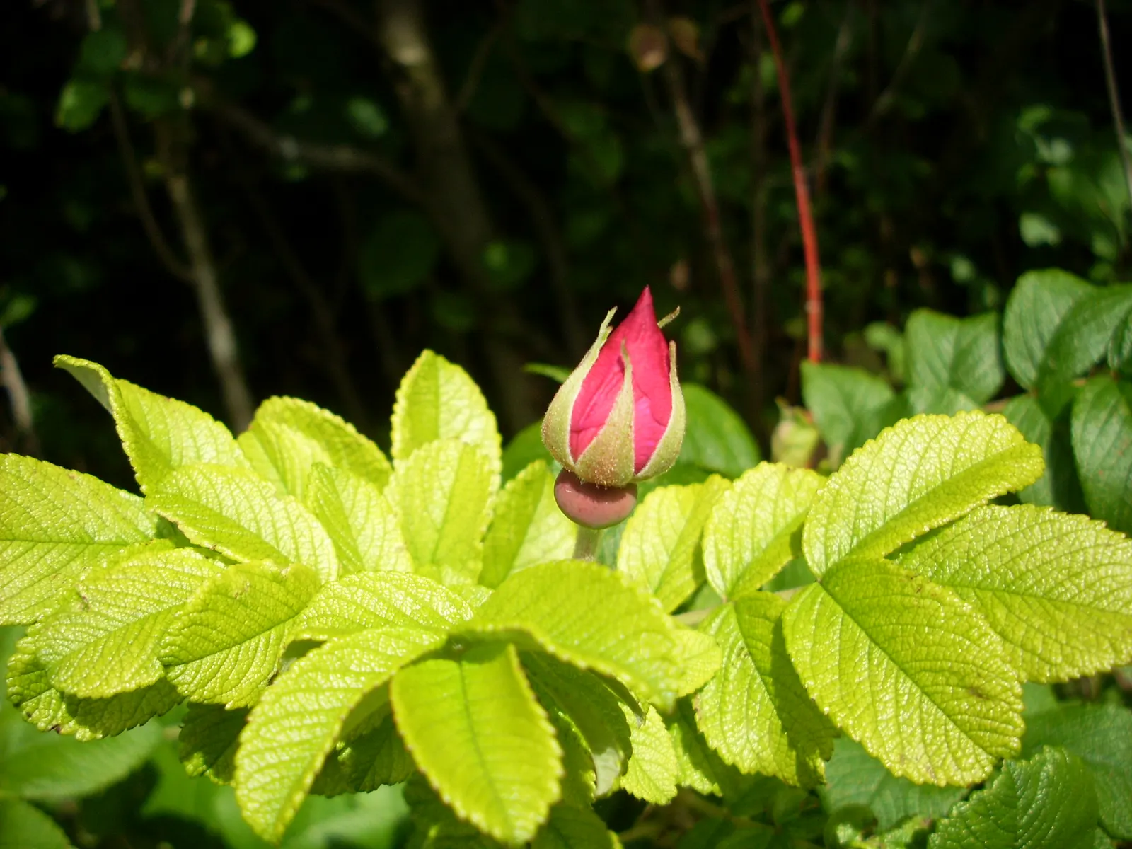 Rugosa Rose (Rosa Rugosa) — making it a versatile choice for diverse landscape designs; commonly known as Rugosa Rose, image 76