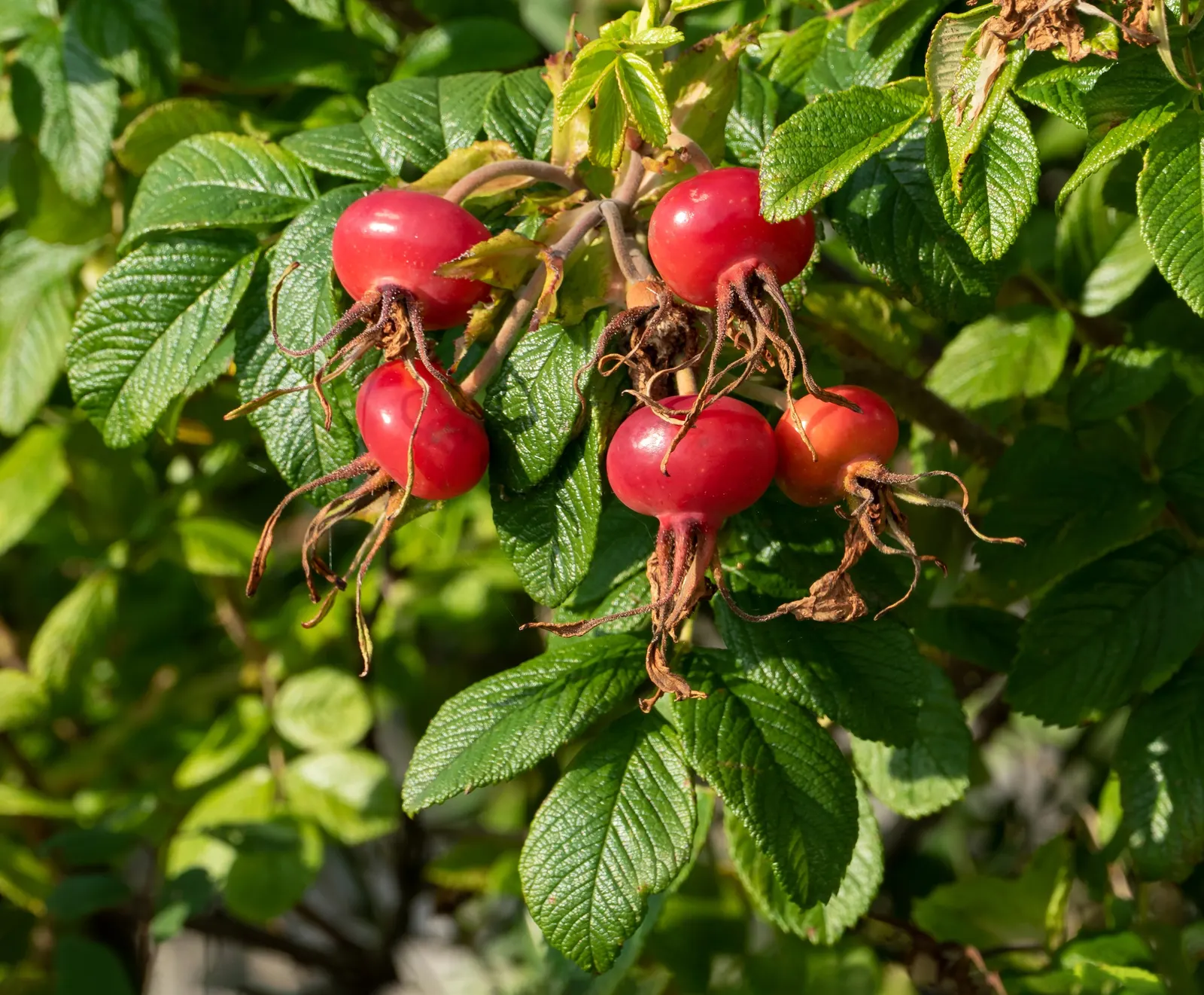 Rugosa Rose (Rosa Rugosa) — Its notable for its wrinkled; as this robust plant can spread through suckers, image 136