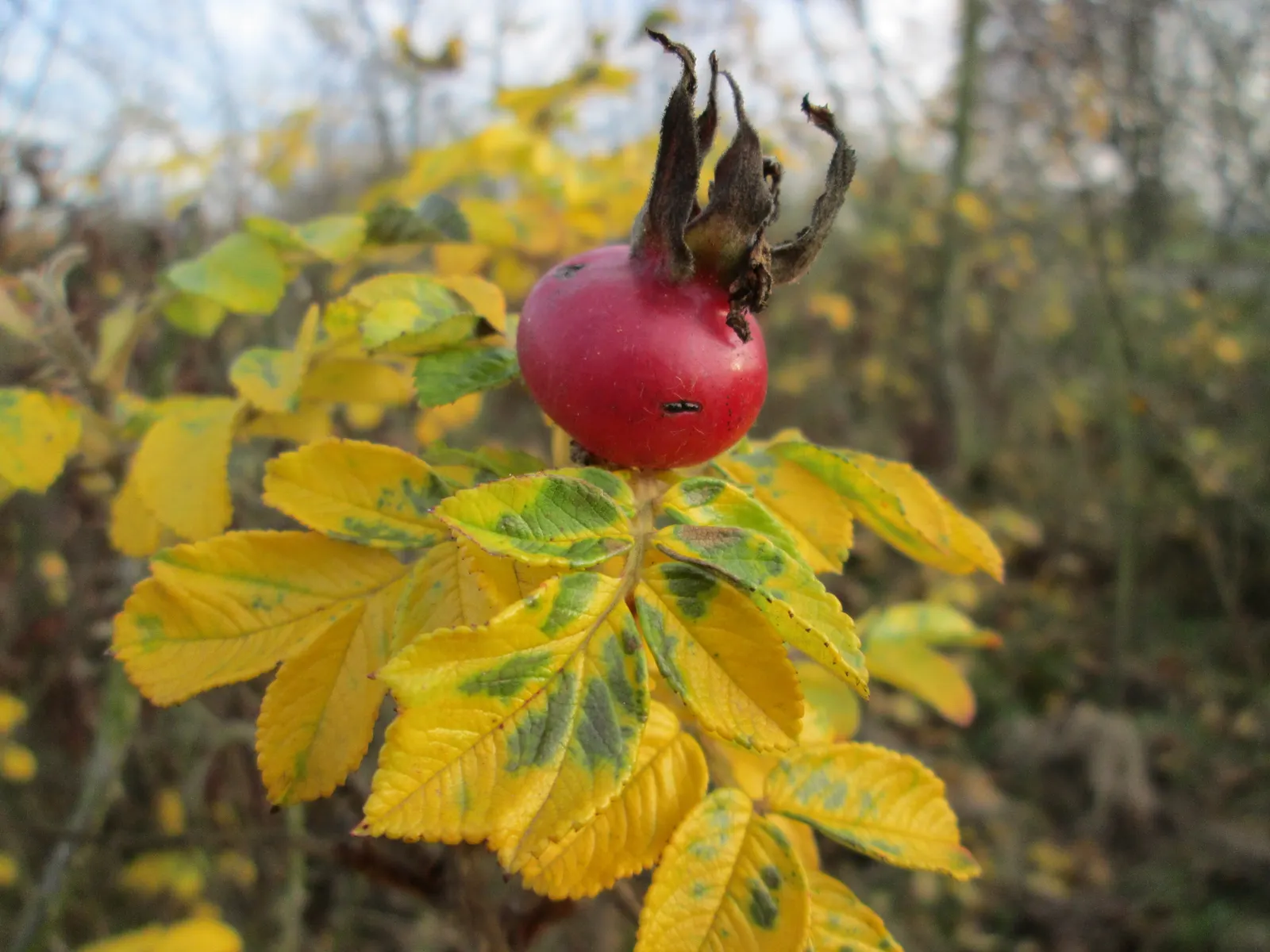 Rugosa Rose (Rosa Rugosa) — These blooms present a palette of colors, image 50