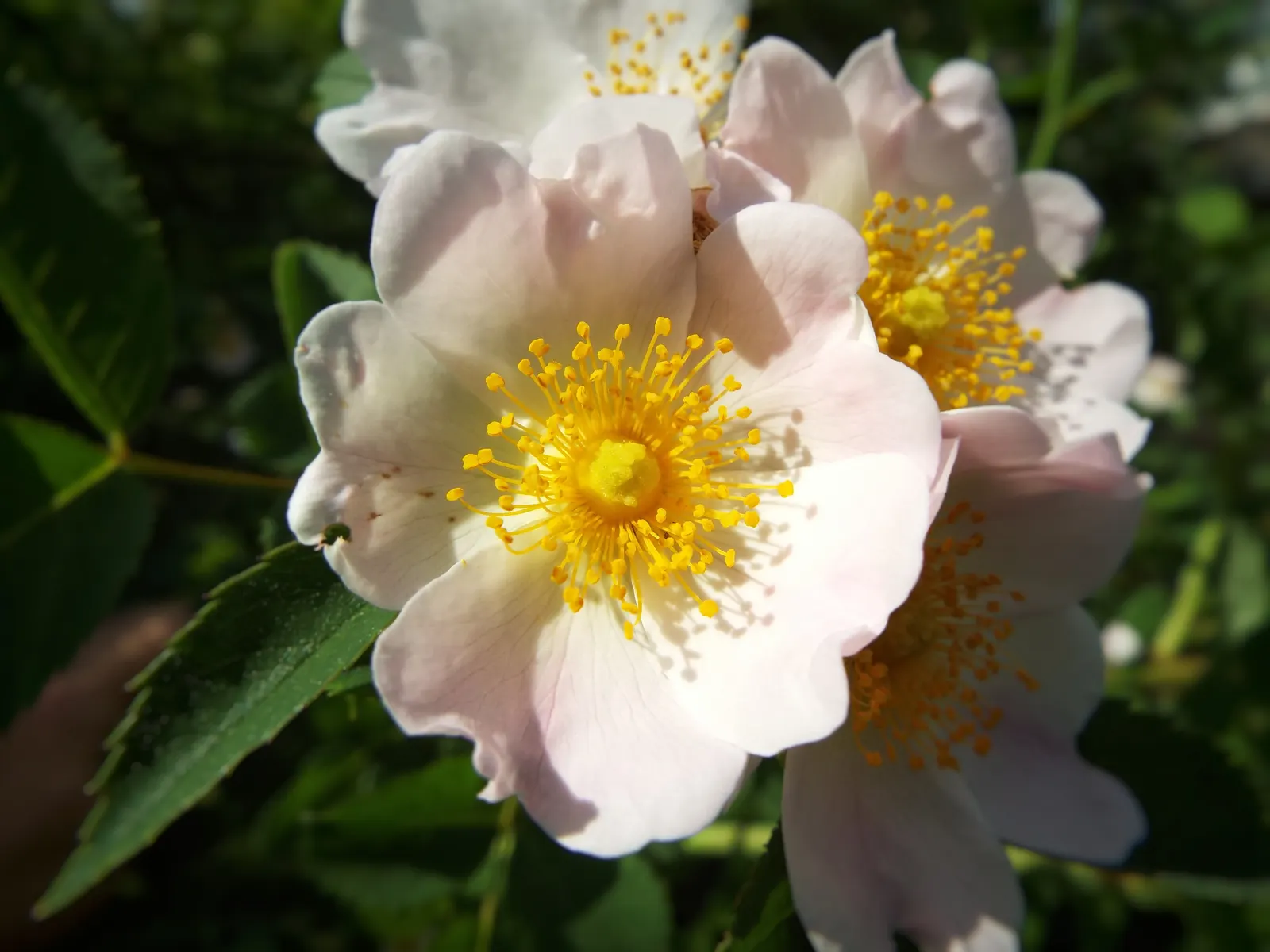 Rugosa Rose (Rosa Rugosa) — Originating from Eastern Asia; it thrives in zones 3-9 and prefers full sun and well-drained soil, image 77