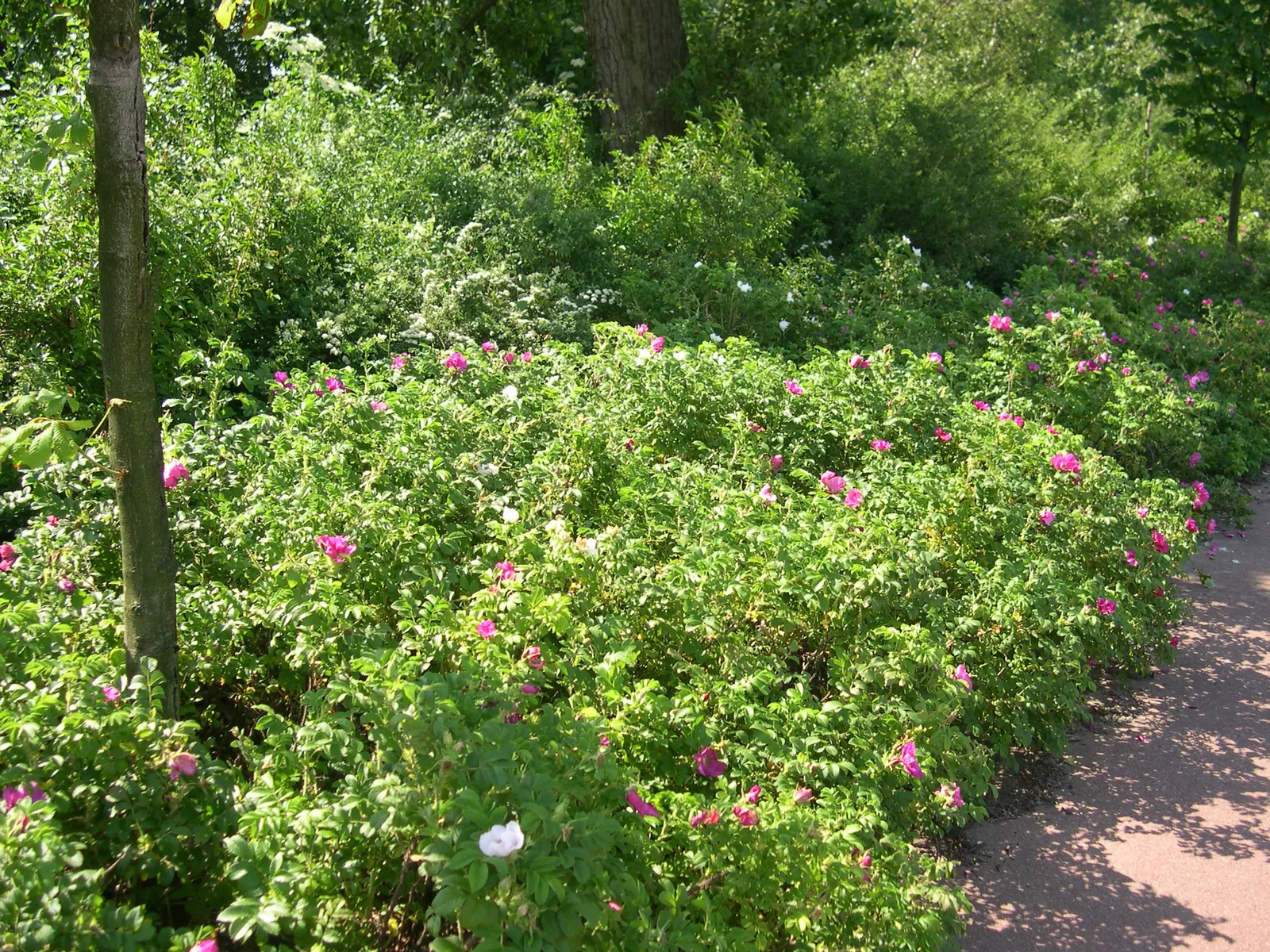 Rugosa Rose (Rosa Rugosa) — is a robust species with a dense