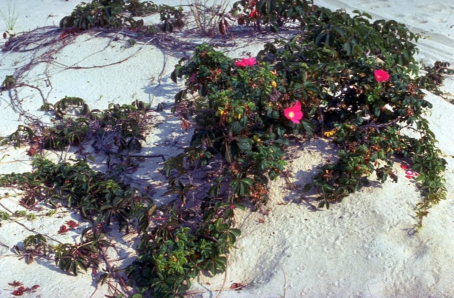 Rugosa Rose (Rosa Rugosa) — dark green leaves and fragrant; shrub / vine with red blooms, image 71