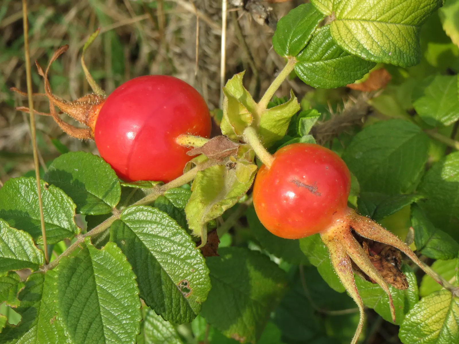 Rugosa Rose (Rosa Rugosa) — from pure white to deep pink and magenta; care should be taken to provide it with adequate space to prevent overcrowding