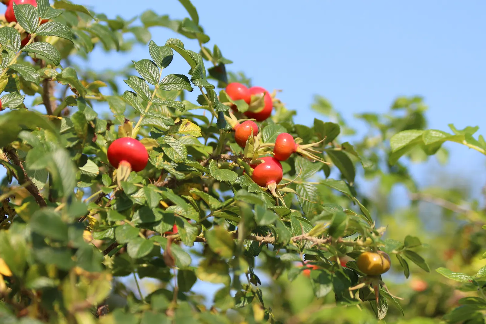 Rugosa Rose (Rosa Rugosa) — commonly known as Rugosa Rose; its notable for its wrinkled, image 67