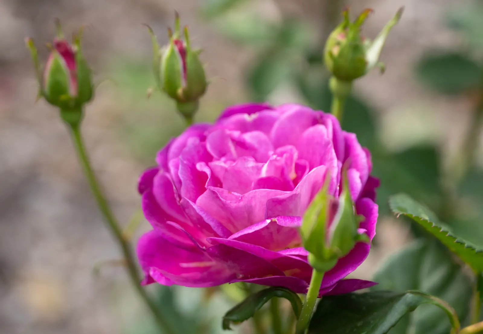 Rugosa Rose (Rosa Rugosa) — it requires minimal maintenance; and are also notable for their high vitamin C content.<br><br>Hardy in USDA zones 2 through 9