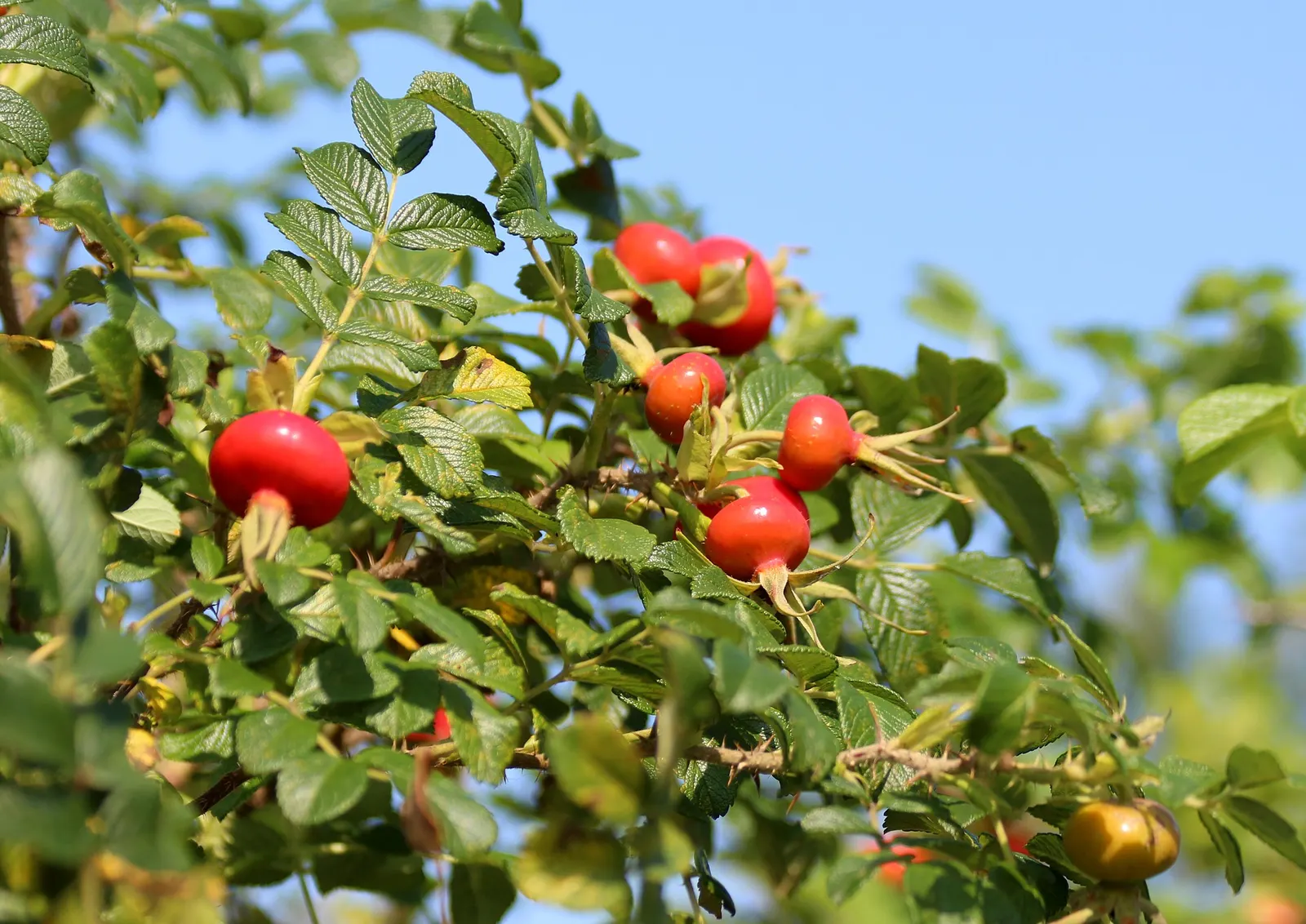 Rugosa Rose (Rosa Rugosa) — is a robust species with a dense; originating from Eastern Asia, image 68