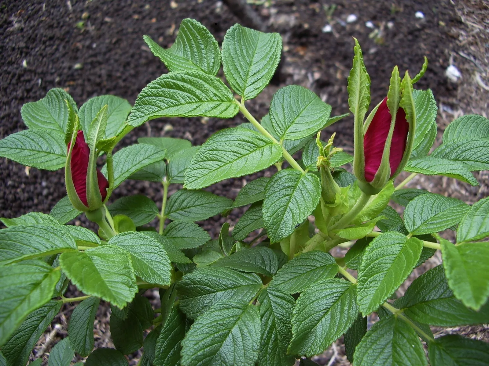 Rugosa Rose (Rosa Rugosa) — Rugosa Rose produces large, tomato-shaped red hips that attract wildlife; deeply veined leaves which convey a rich, image 73