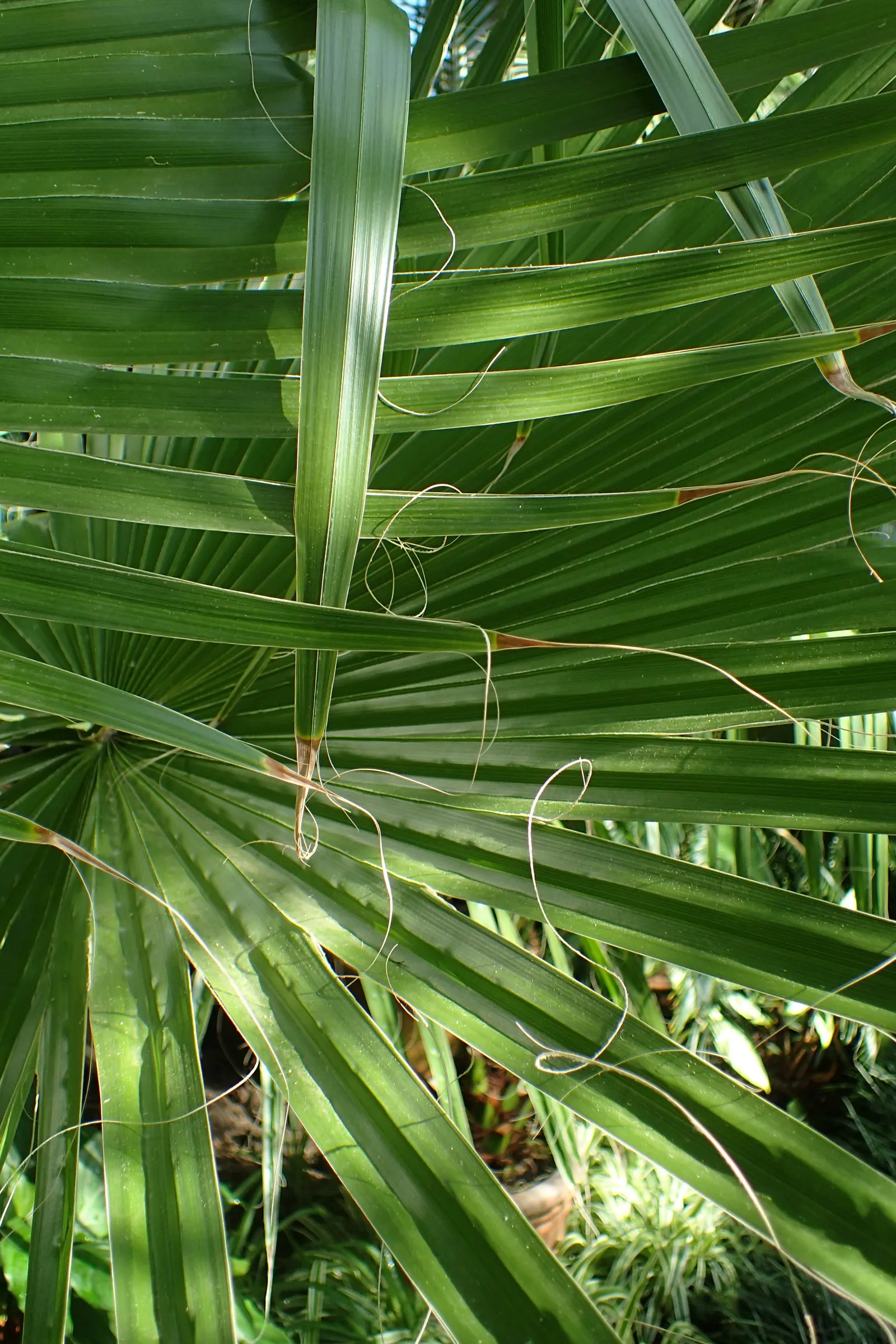 California Fan Palm (Washingtonia Filifera) — as overwatering can detriment plant health.<br><br>When designing landscapes