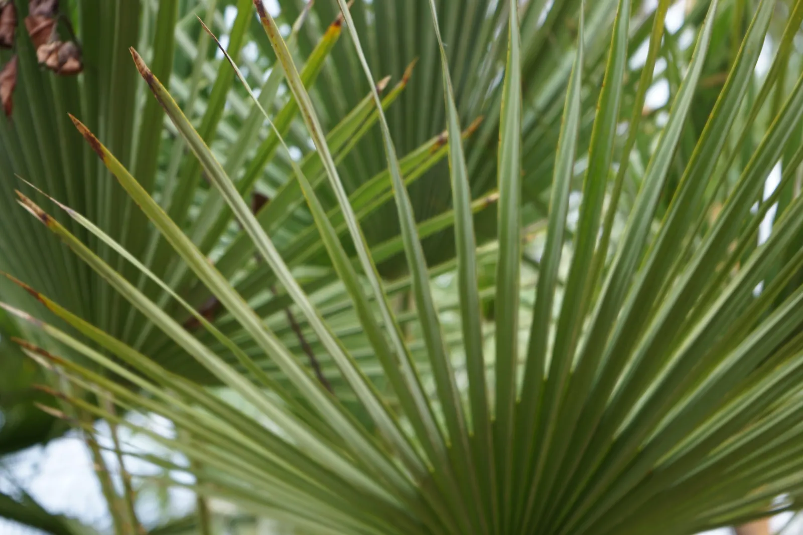California Fan Palm (Washingtonia Filifera) — Its robust trunk grows 2-3 ft in diameter, reaching up to 60 ft tall