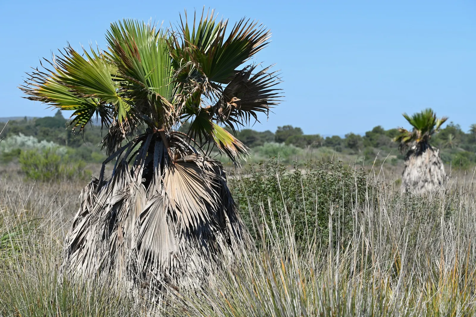 California Fan Palm (Washingtonia Filifera) — it is sure to captivate both the client and any visitors of the garden; its robust trunk grows 2-3 ft, image 75