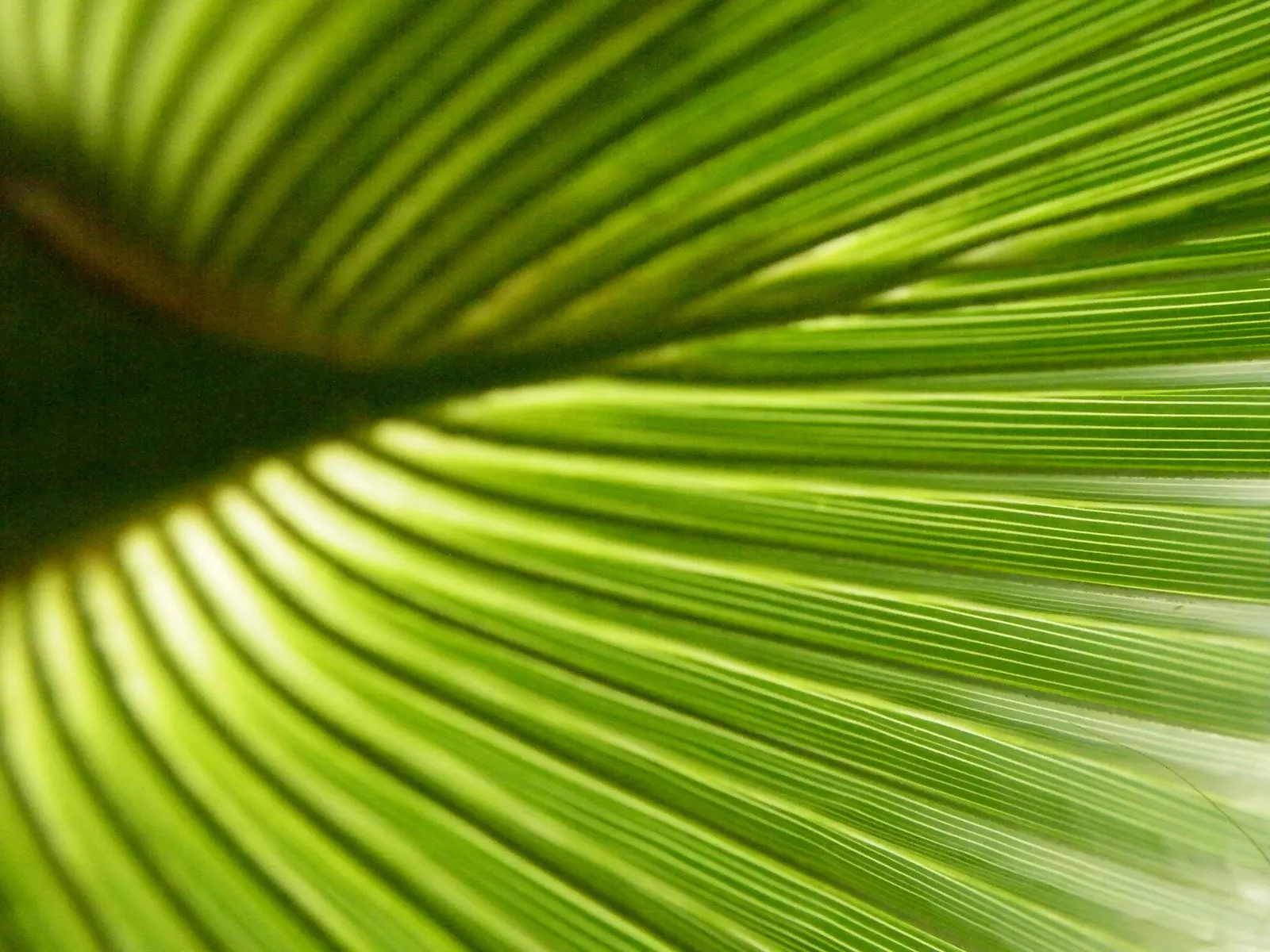 California Fan Palm (Washingtonia Filifera) — These leaves are lush green, adding a pop of color and exotic flair to your garden; offering a, image 68