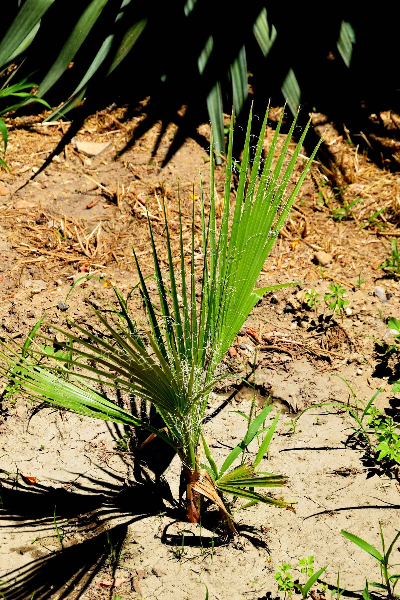 California Fan Palm (Washingtonia Filifera) — may exhibit a unique "skirt" of dead leaves before maintenance; this stately palm can reach, image 65
