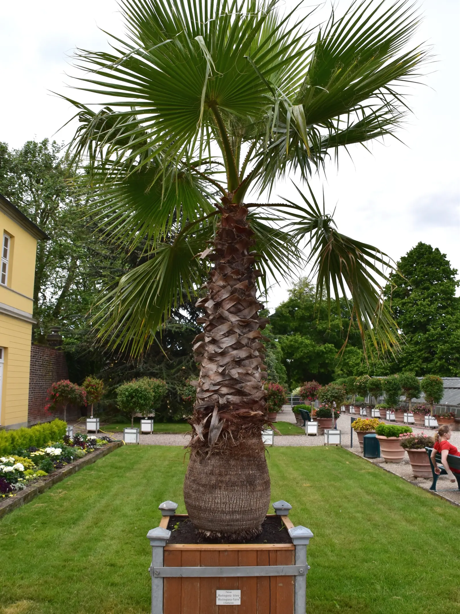 California Fan Palm (Washingtonia Filifera) — Regular watering will encourage a healthier and more luxuriant growth but it should be moderated; ideal for focal