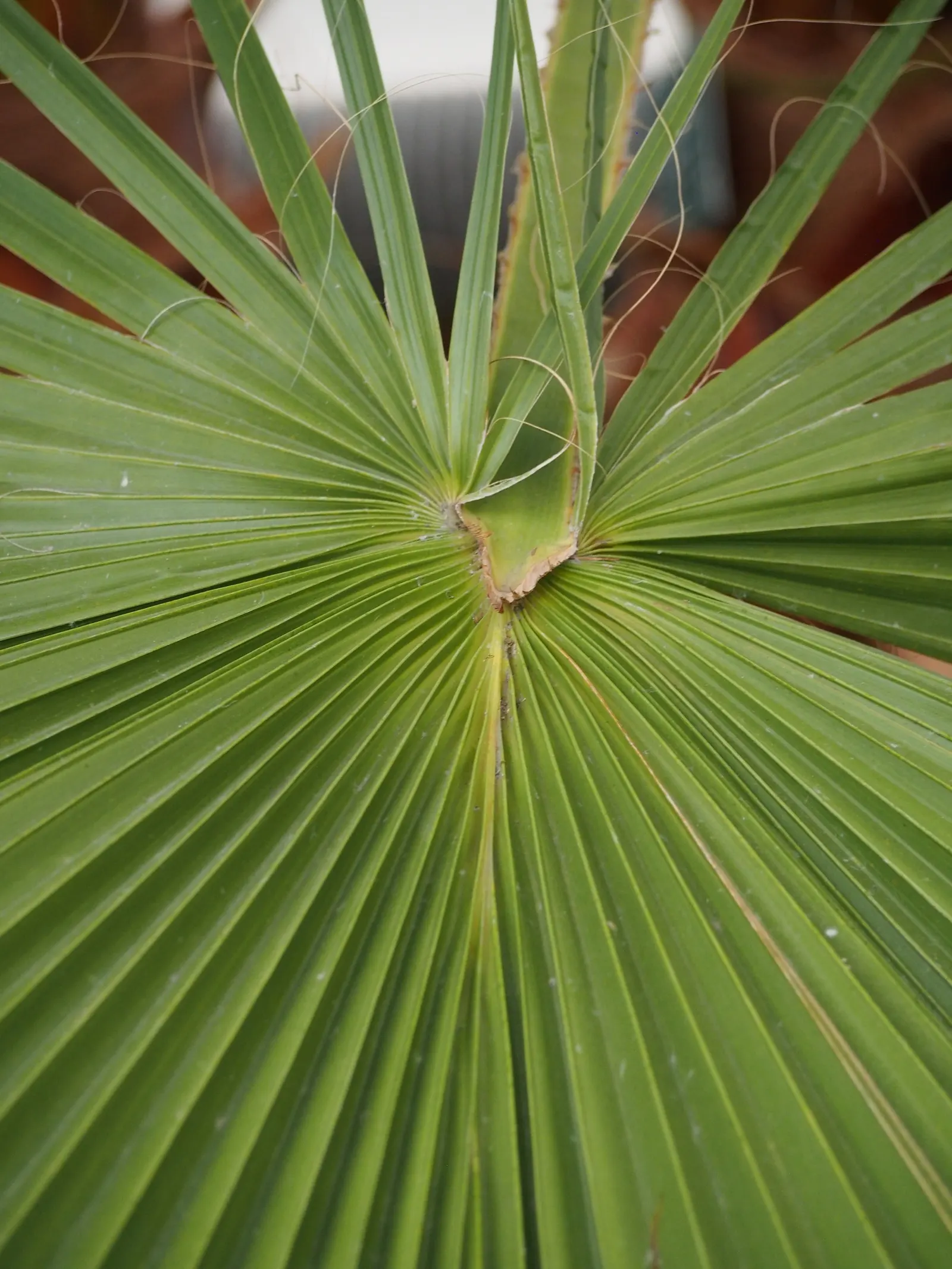 California Fan Palm (Washingtonia Filifera) — waxy fronds extending 3-6 ft; it requires full sun and well-draining soil, image 53