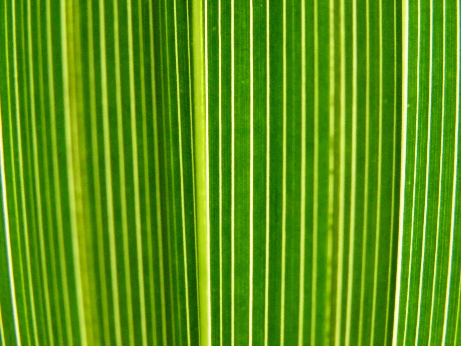 California Fan Palm (Washingtonia Filifera) — palm for full; it is sure to captivate both the client and any visitors of the garden, image 78