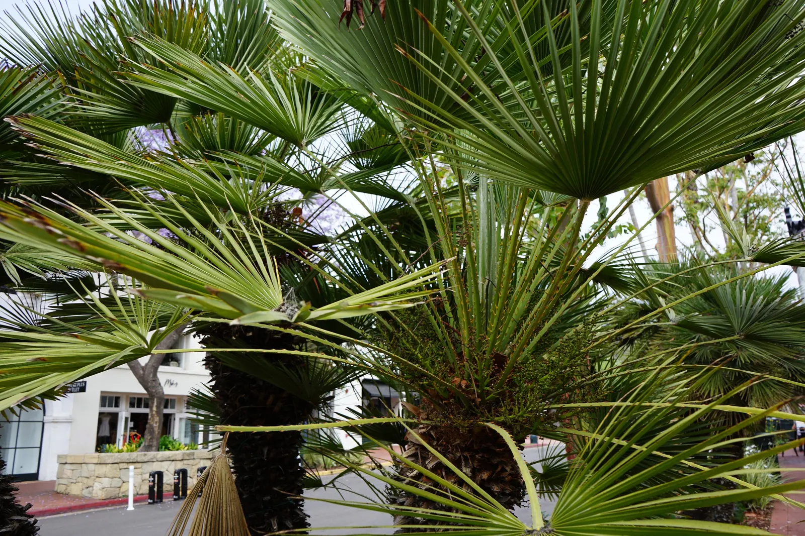 California Fan Palm (Washingtonia Filifera) — making it an exceptional choice for xeriscaping; typically 2 to 3 feet in diameter