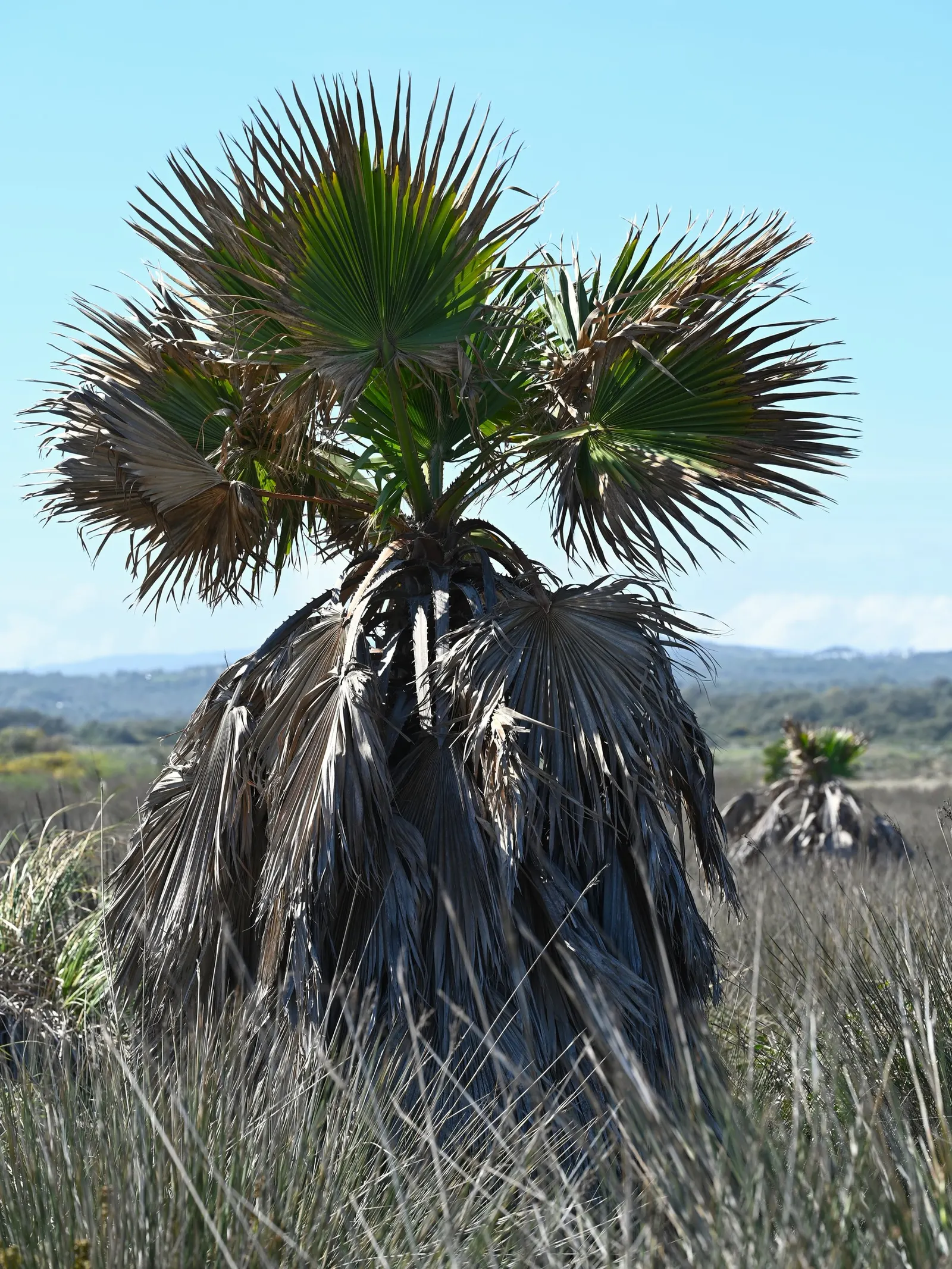 California Fan Palm (Washingtonia Filifera) — palm with white and yellow blooms