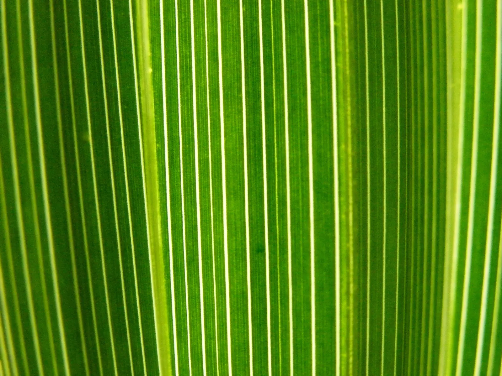 California Fan Palm (Washingtonia Filifera) — waxy fronds extending 3-6 ft; it requires full sun and well-draining soil, image 79