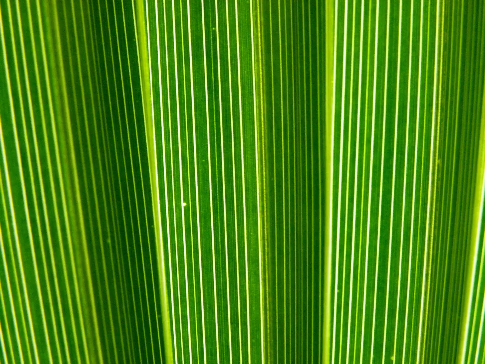California Fan Palm (Washingtonia Filifera) — though well-draining soil is optimal; palm for full, image 71