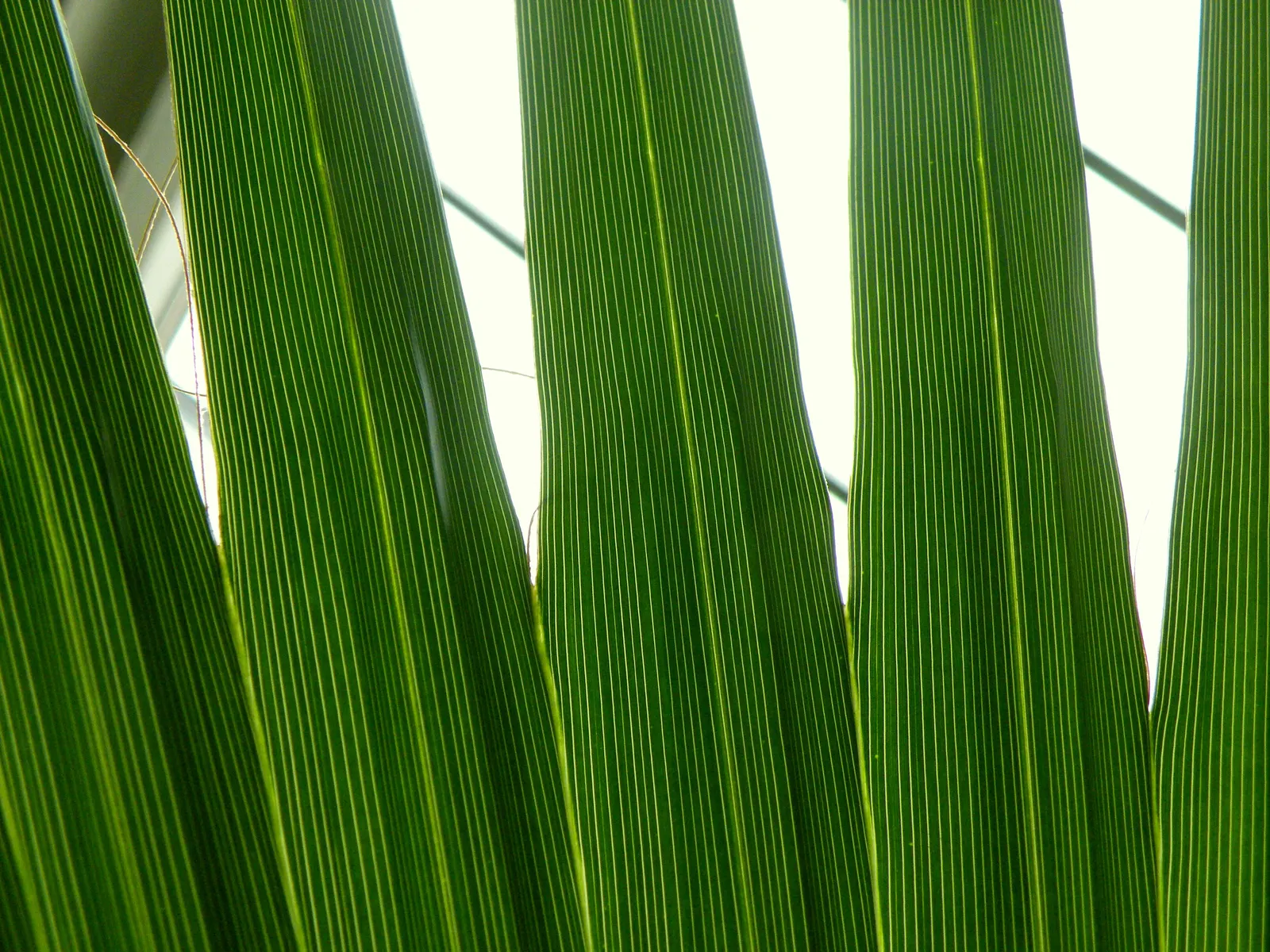 California Fan Palm (Washingtonia Filifera) — Notable for its distinctive skirt of dead leaves; it requires full sun exposure to thrive and can, image 81