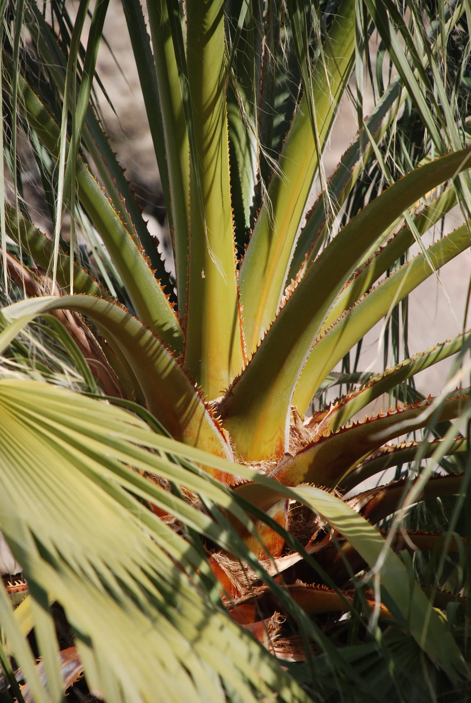 California Fan Palm (Washingtonia Filifera) — Regular watering will encourage a healthier and more luxuriant growth but it should be moderated, image 72