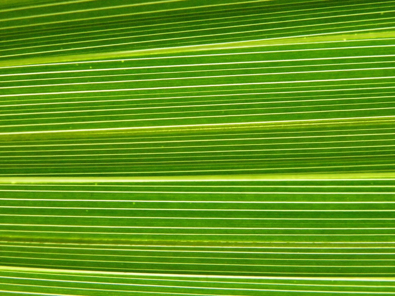 California Fan Palm (Washingtonia Filifera) — palm with white and yellow blooms; these leaves are lush green, adding a pop of color and exotic, image 77