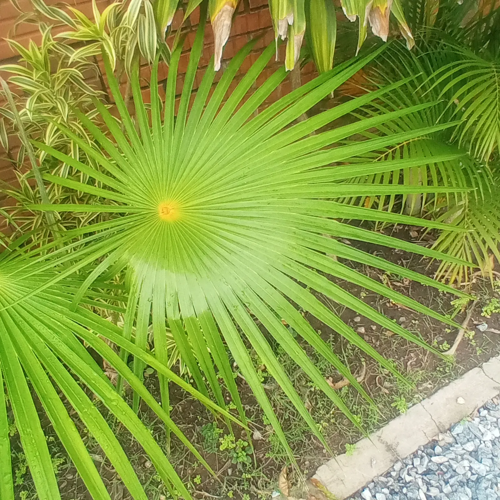 California Fan Palm (Washingtonia Filifera) — as overwatering can detriment plant health.<br><br>When designing landscapes; edged with thread-like filaments