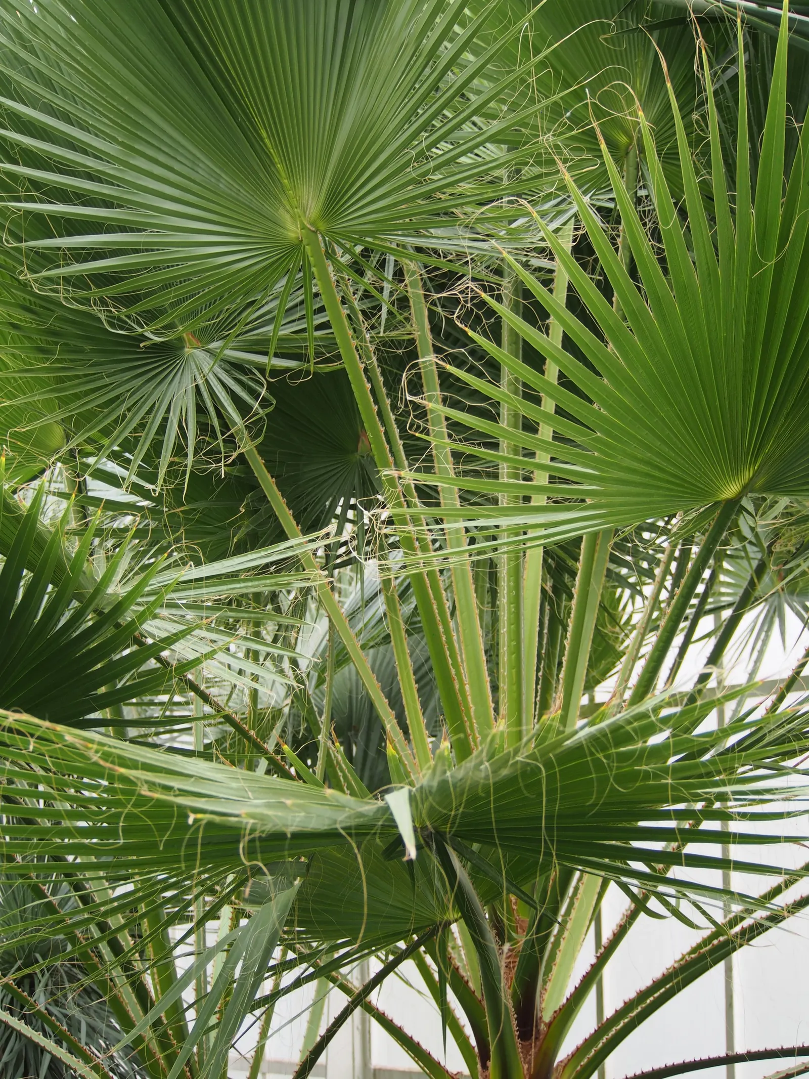 California Fan Palm (Washingtonia Filifera) — It requires full sun exposure to thrive and can adapt to various soil types; though well-draining, image 70