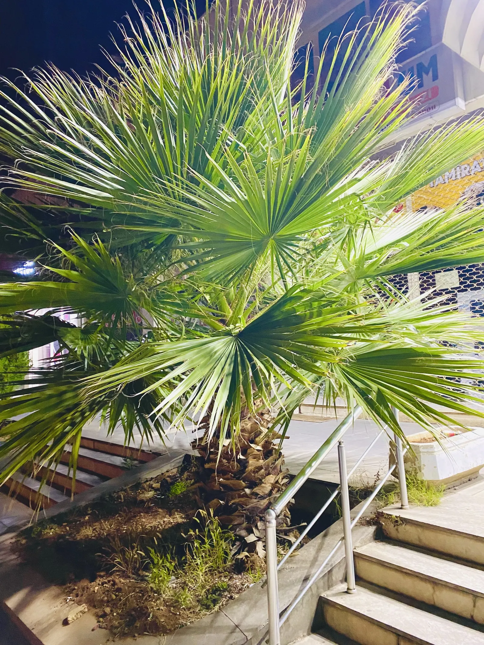 California Fan Palm (Washingtonia Filifera) — Regular watering will encourage a healthier and more luxuriant growth but it should be moderated