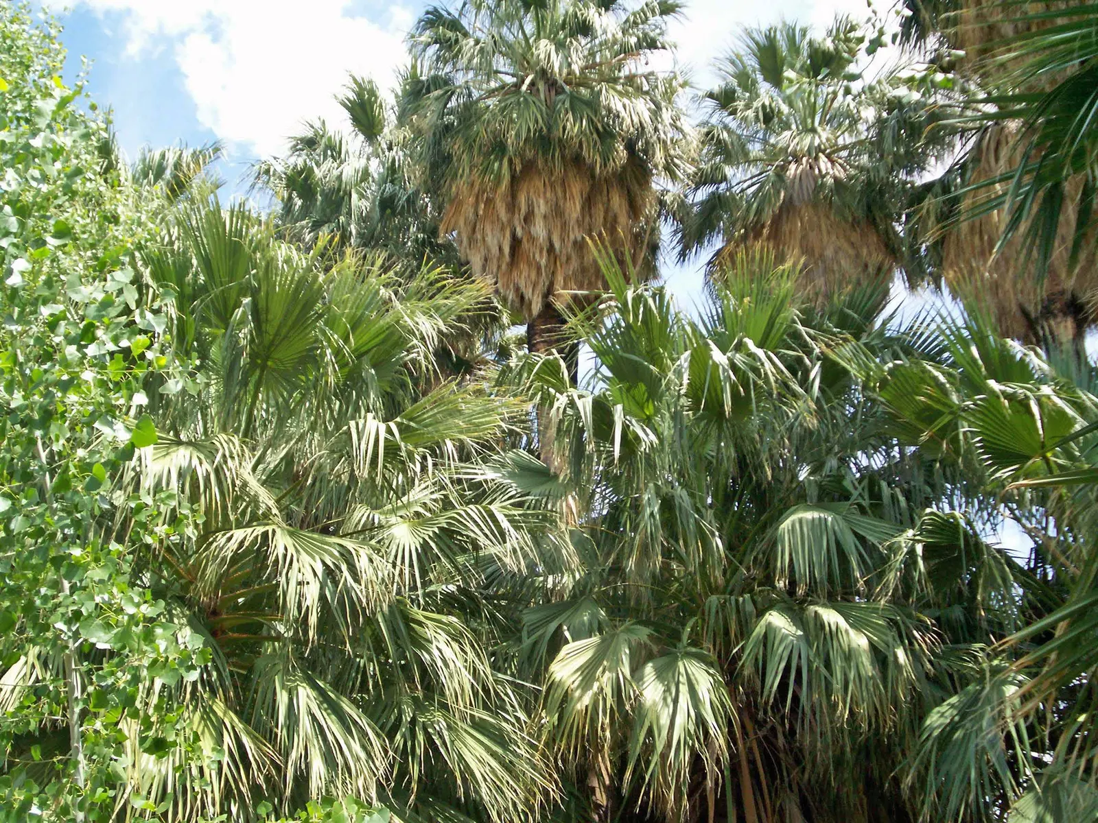 California Fan Palm (Washingtonia Filifera) — offering a striking vertical accent for arid landscapes; moderate water needs; drought-tolerant once, image 57