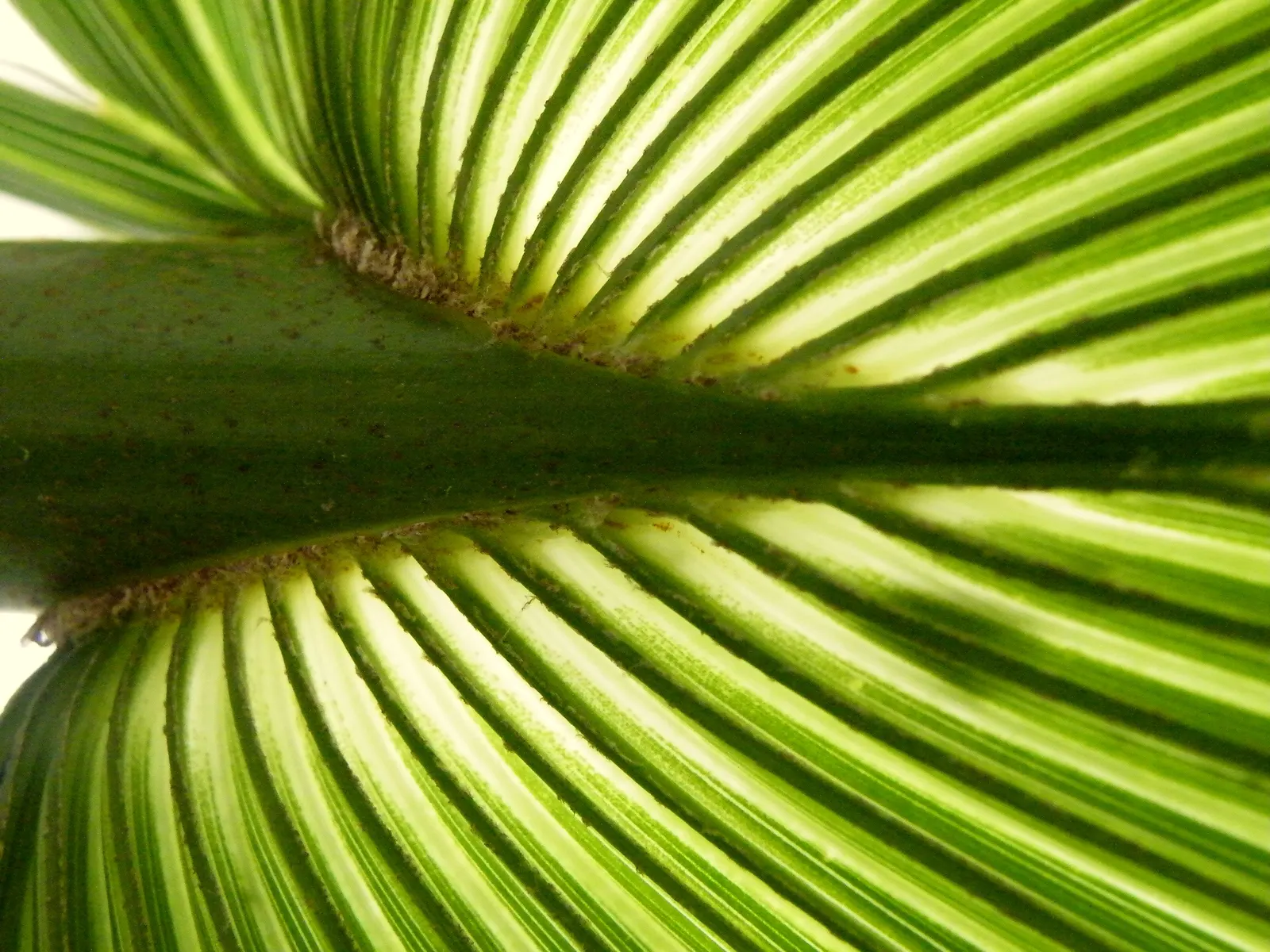 California Fan Palm (Washingtonia Filifera) — With its low maintenance needs and striking appearance; as overwatering can detriment plant, image 74