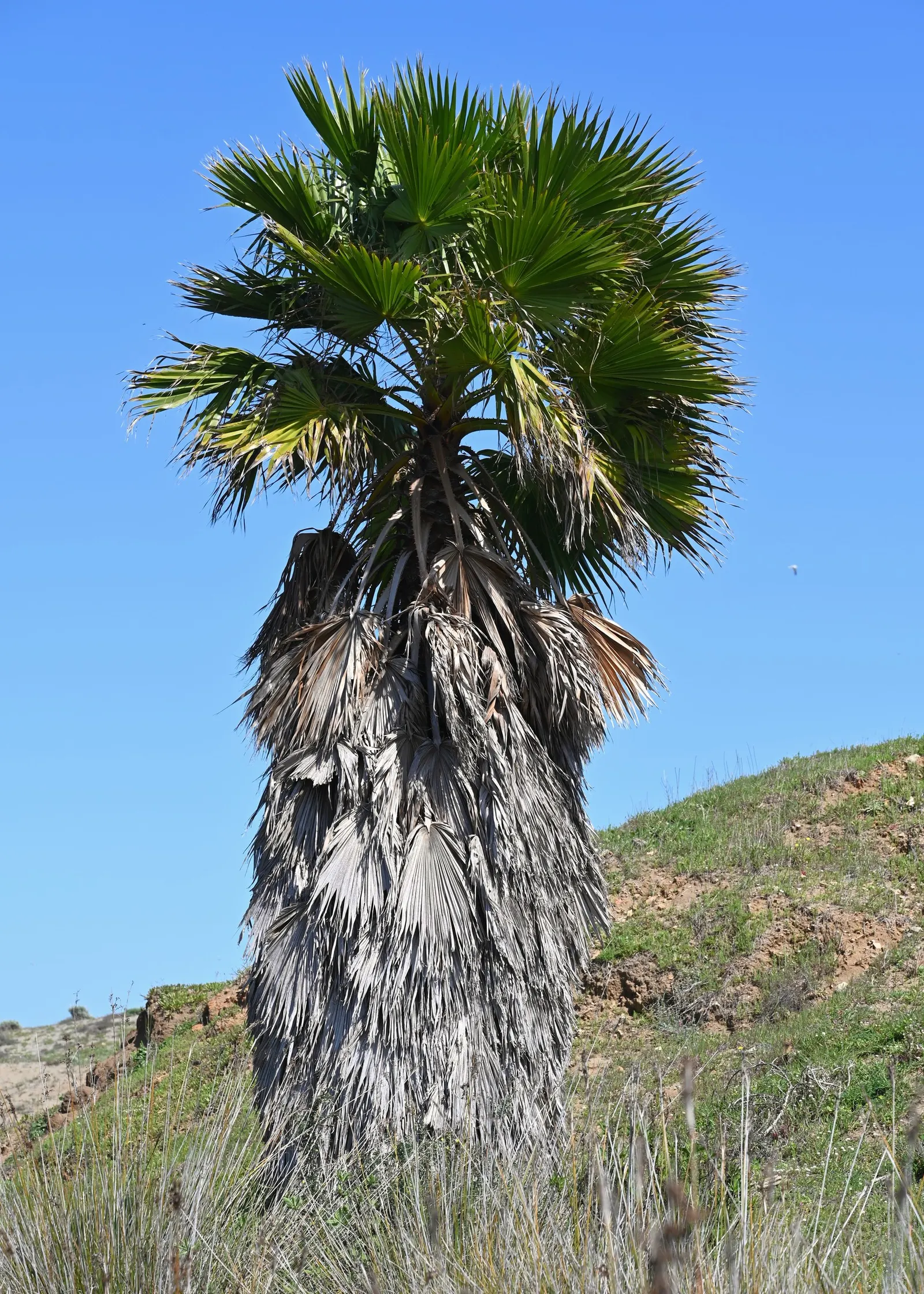 California Fan Palm (Washingtonia Filifera) — typically 2 to 3 feet in diameter; notable for its distinctive skirt of dead leaves, image 64
