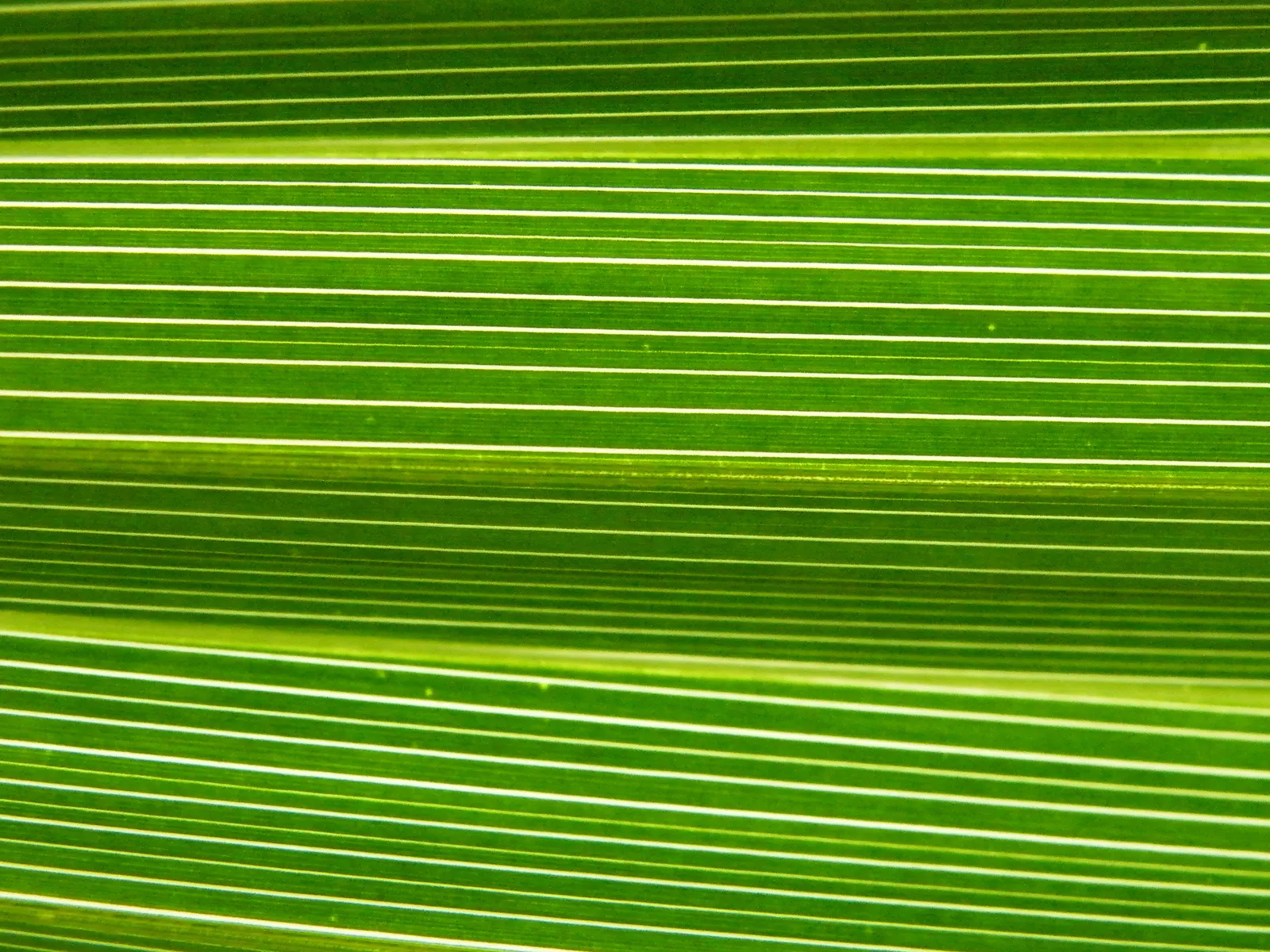 California Fan Palm (Washingtonia Filifera) — as overwatering can detriment plant health.<br><br>When designing landscapes; edged with thread-like, image 73