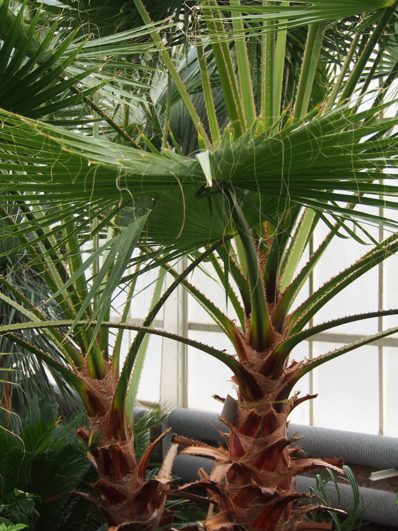 California Fan Palm (Washingtonia Filifera) — Its robust trunk grows 2-3 ft in diameter, reaching up to 60 ft tall; with a spread of 10 to 15 feet, image 54