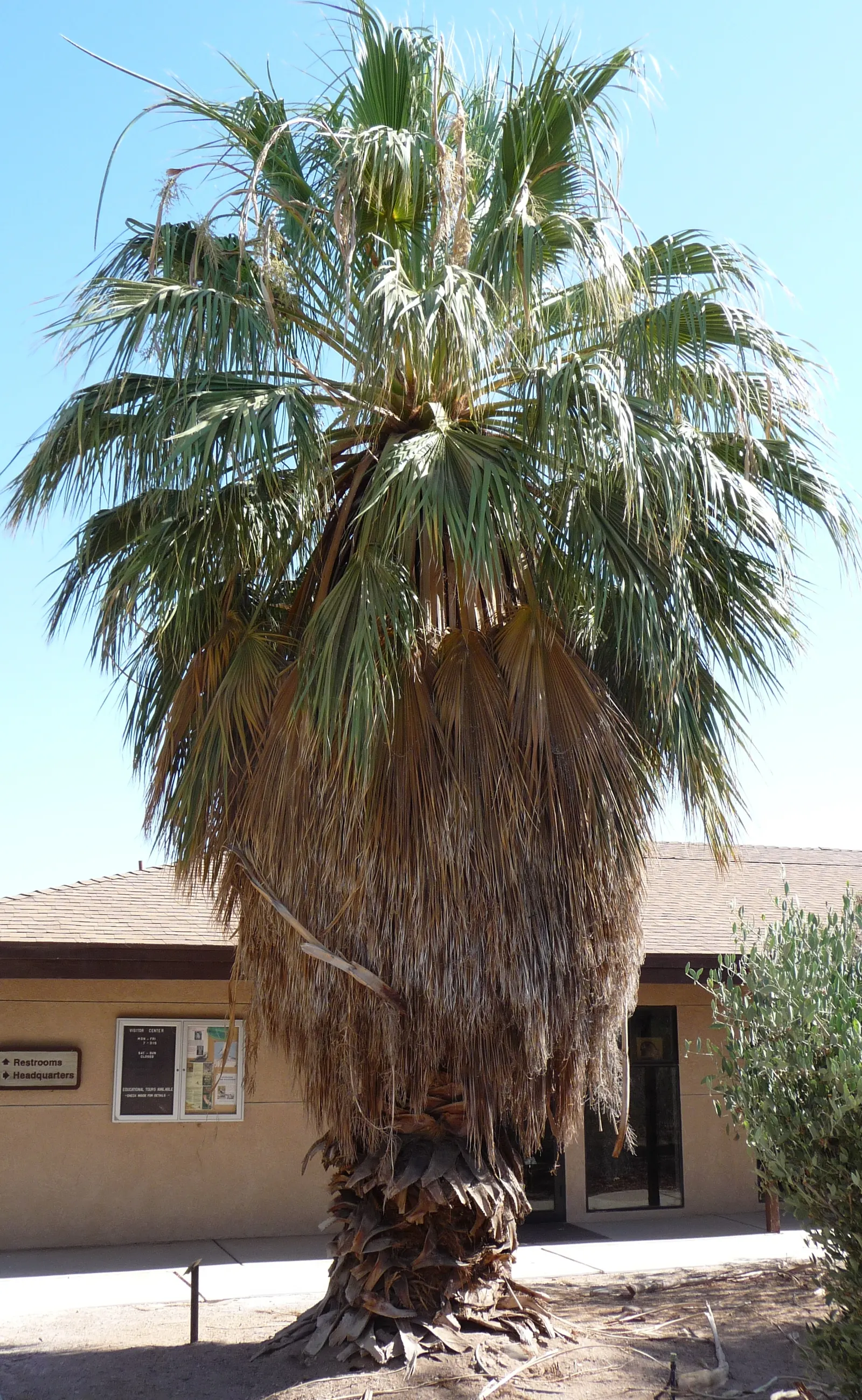 California Fan Palm (Washingtonia Filifera) — Notable for its distinctive skirt of dead leaves
