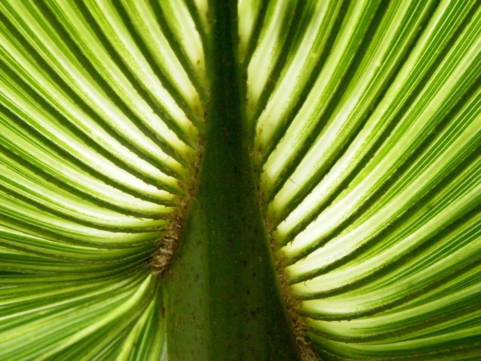 California Fan Palm (Washingtonia Filifera) — edged with thread-like filaments; making it an exceptional choice for xeriscaping, image 66