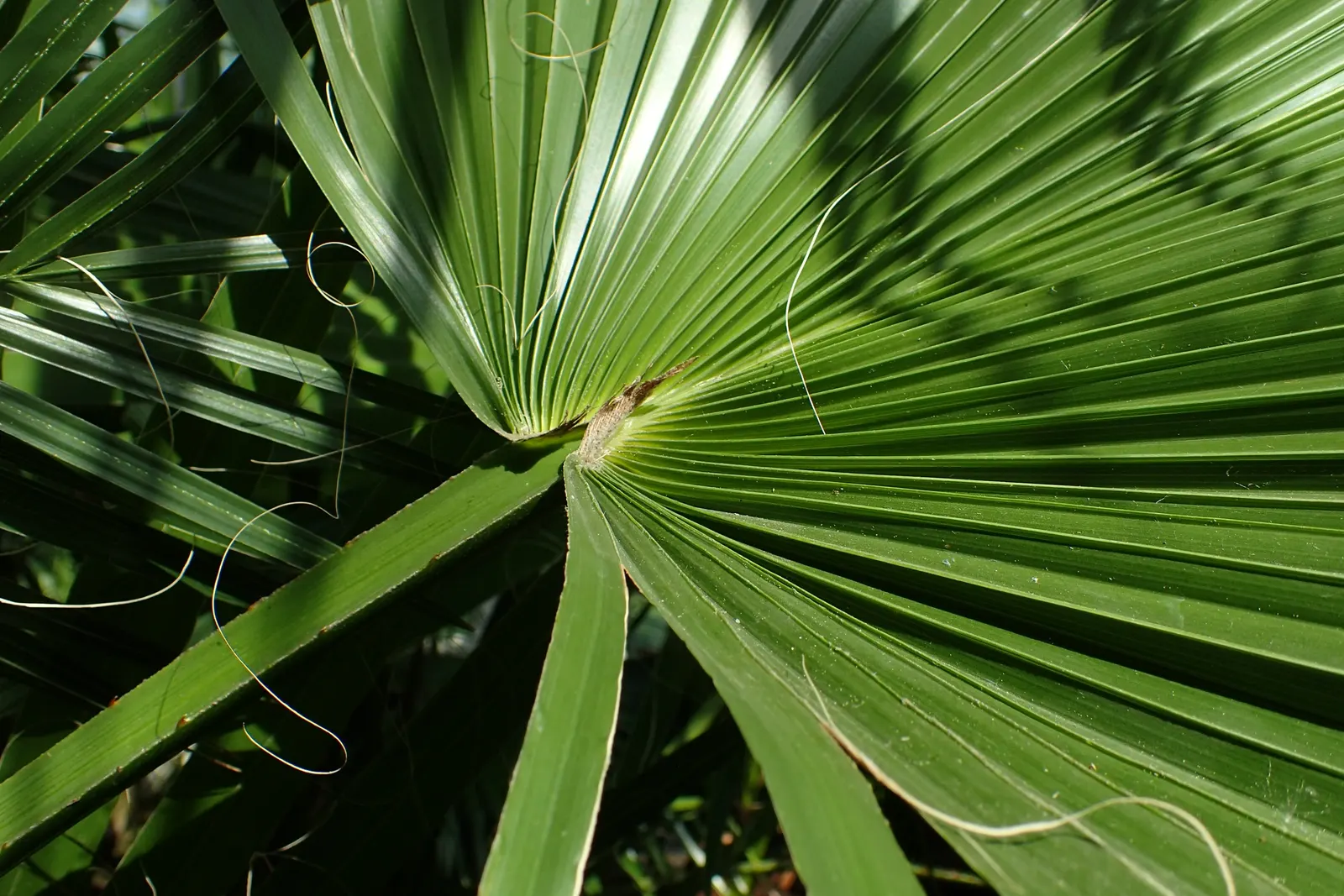 California Fan Palm (Washingtonia Filifera) — white and yellow flowers in the garden