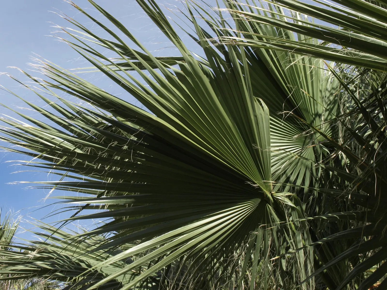 California Fan Palm (Washingtonia Filifera) — it requires full sun and well-draining soil