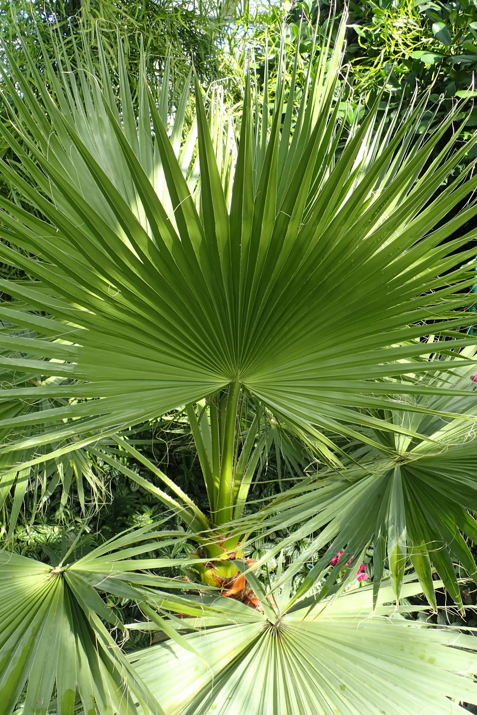 California Fan Palm (Washingtonia Filifera) — it is sure to captivate both the client and any visitors of the garden