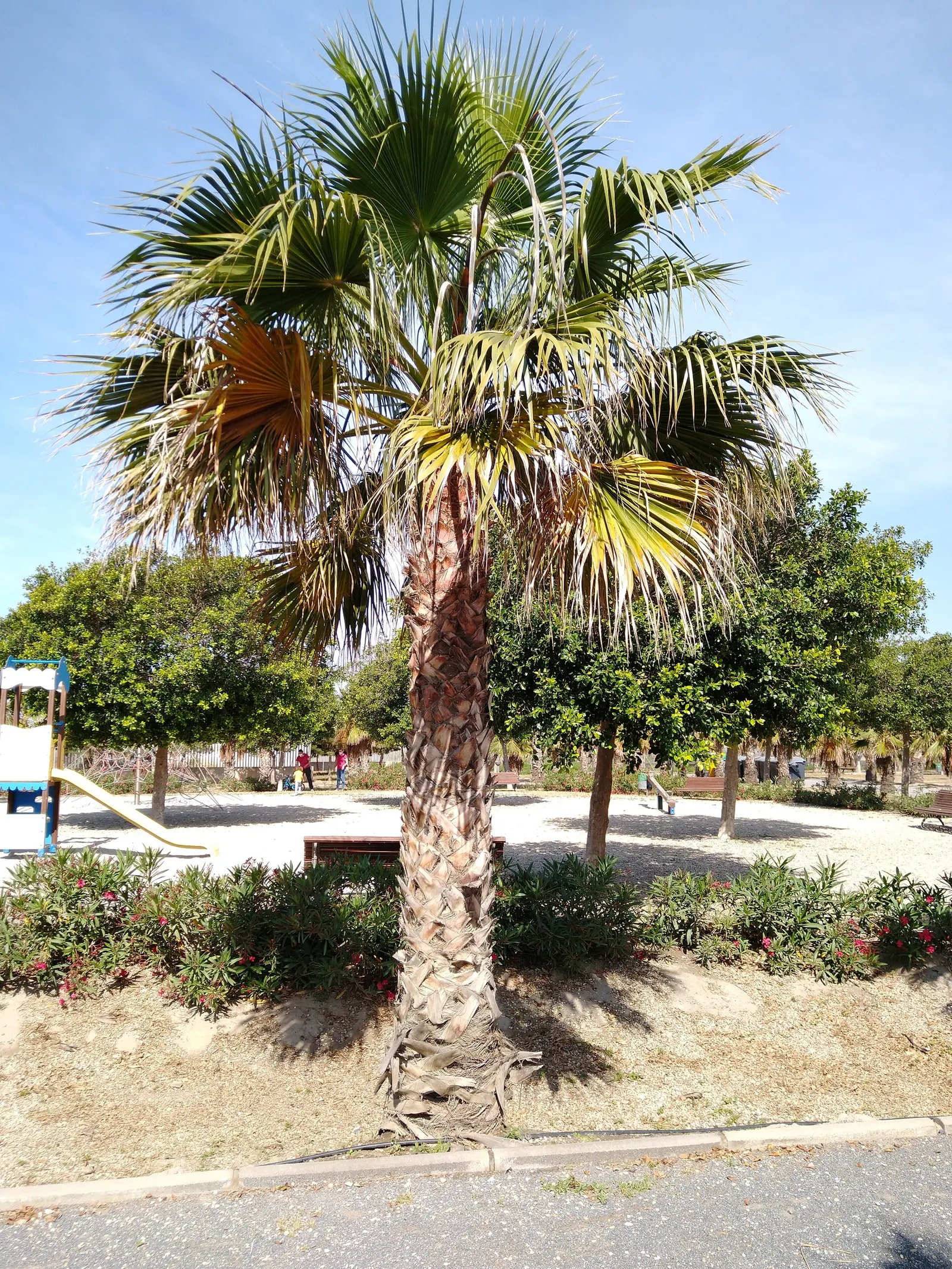 California Fan Palm (Washingtonia Filifera) — Moderate water needs; drought-tolerant once established; may exhibit a unique "skirt" of dead leaves before