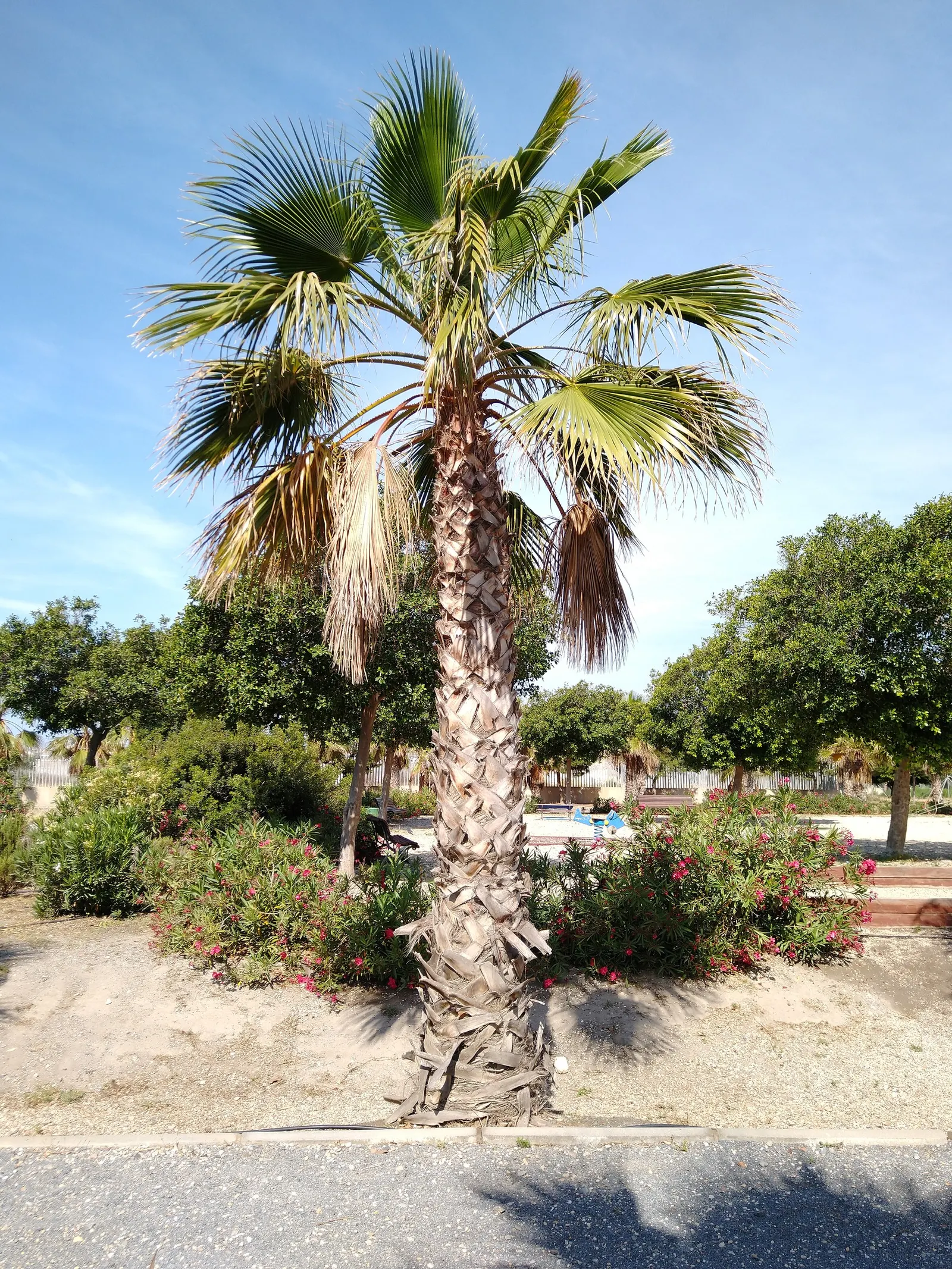 California Fan Palm (Washingtonia Filifera) — typically 2 to 3 feet in diameter