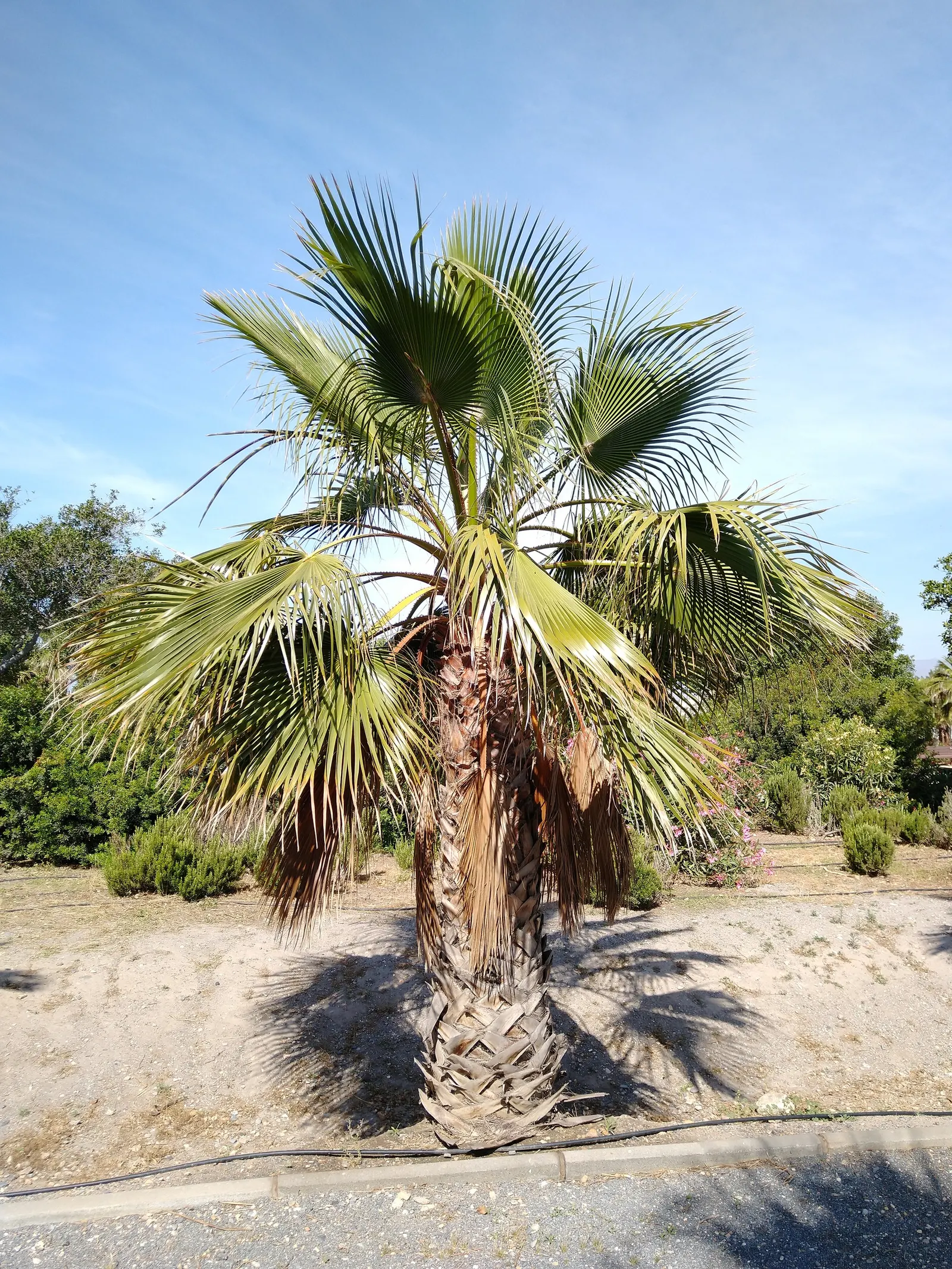 California Fan Palm (Washingtonia Filifera) — waxy fronds extending 3-6 ft; it requires full sun and well-draining soil
