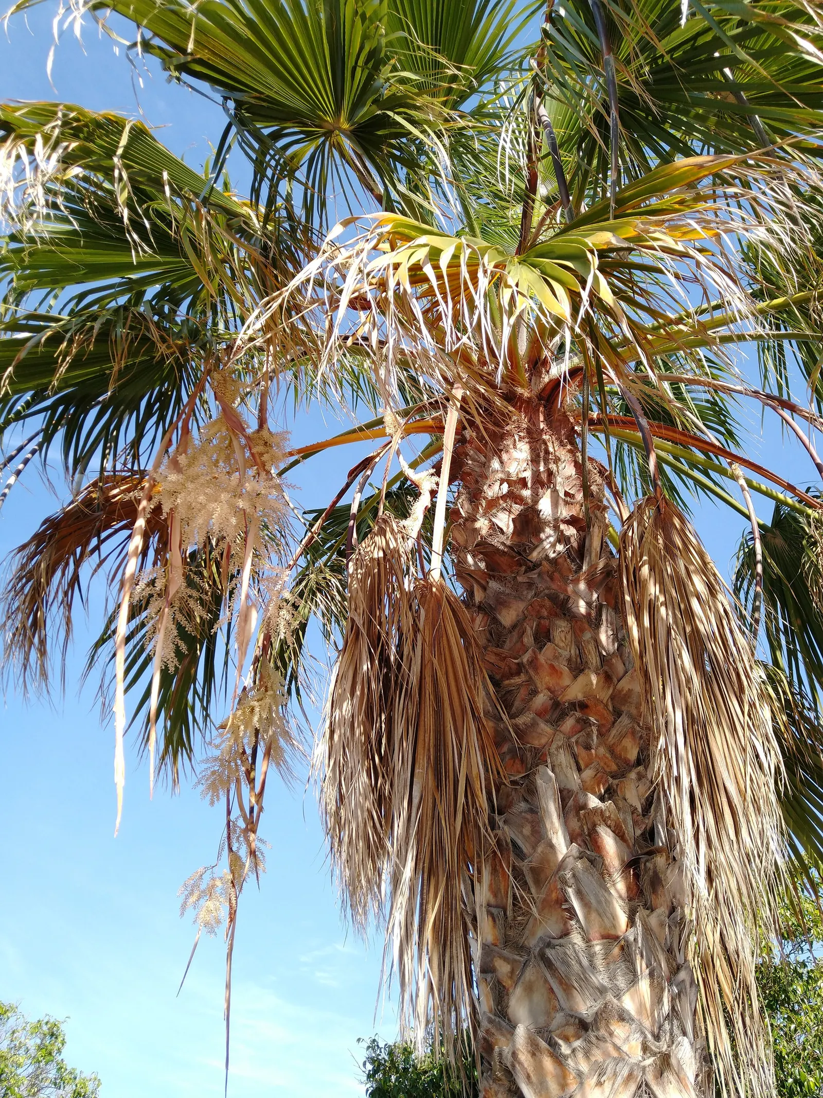 California Fan Palm (Washingtonia Filifera) — Notable for its distinctive skirt of dead leaves; it requires full sun exposure to thrive and can adapt to