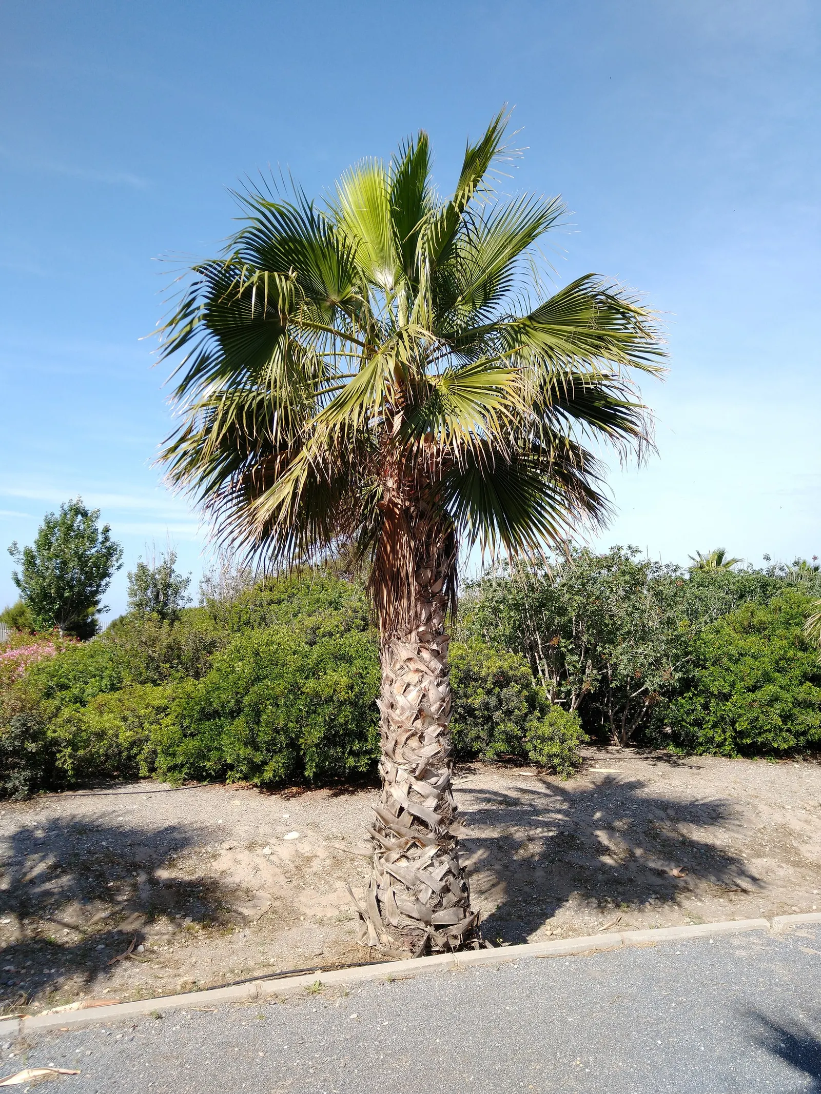 California Fan Palm (Washingtonia Filifera) — palm for full
